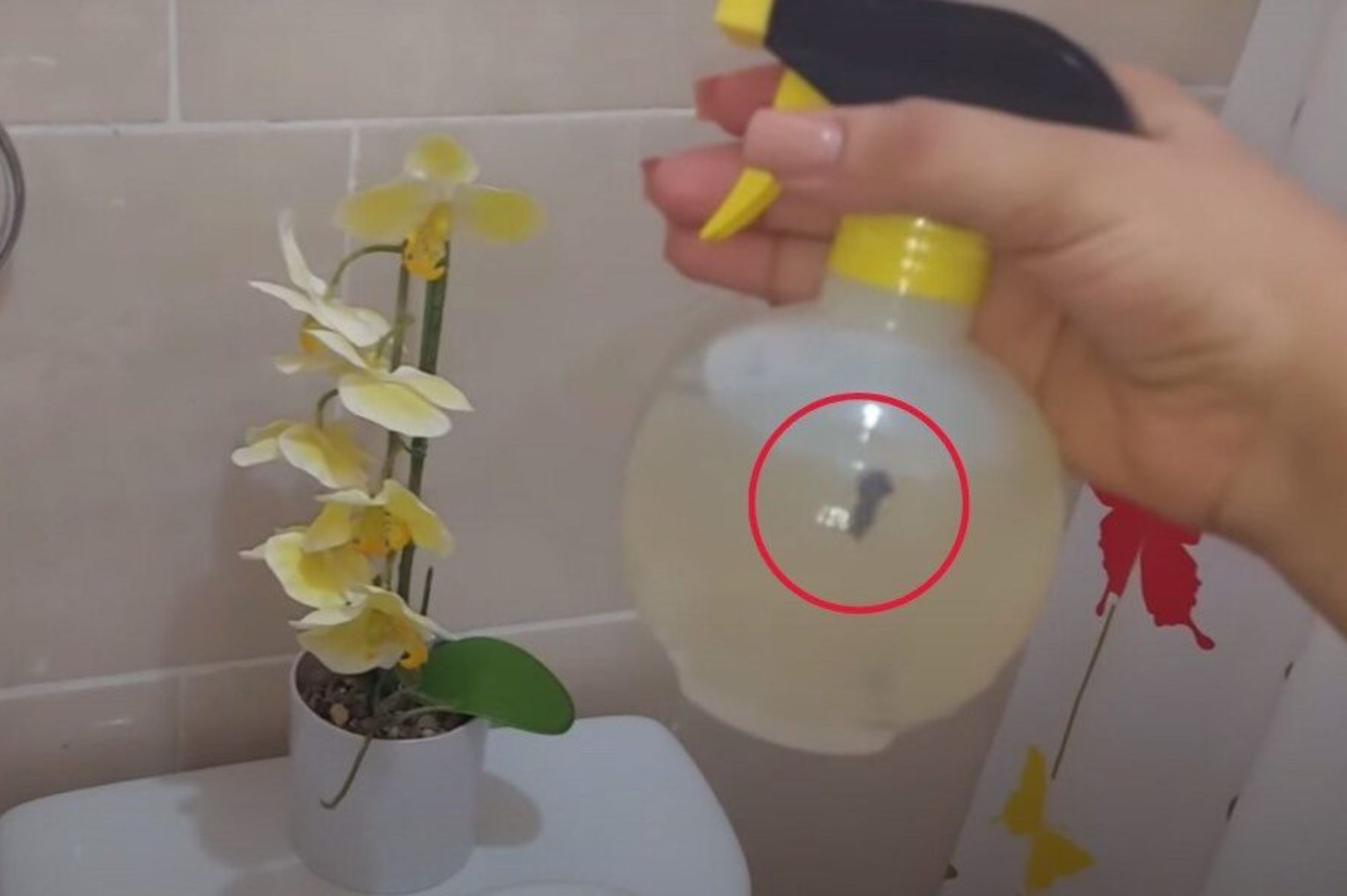 Άσχημες μυρωδιές ούρων και κίτρινα σημάδια στην λεκάνη του μπάνιου: Εξαφανίστε τα με αυτό το πανίσχυρο φυσικό καθαριστικό