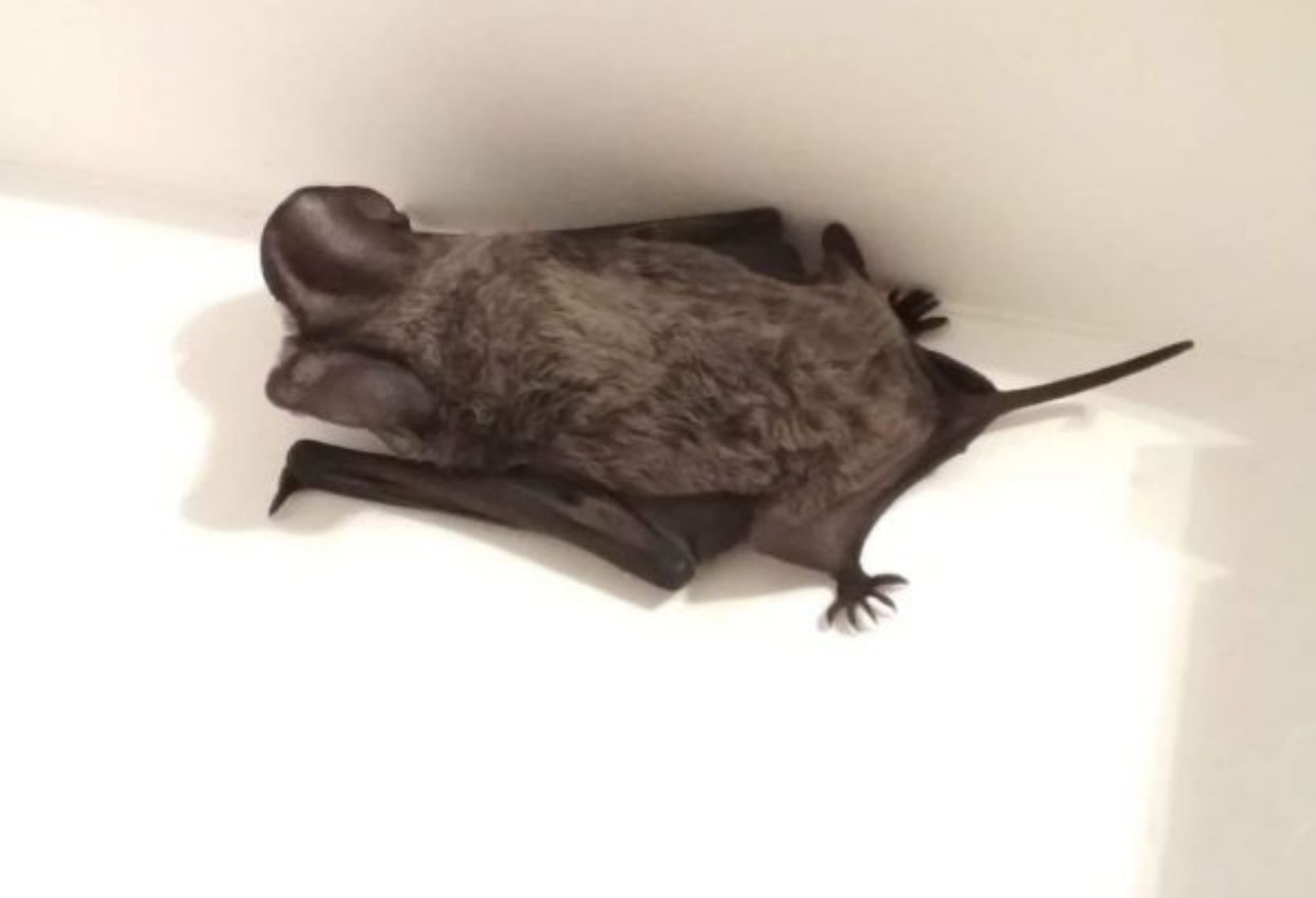 Μπήκε νυχτερίδα στο σπίτι: Οι κίνδυνοι για την υγεία και πως να την διώξεις 