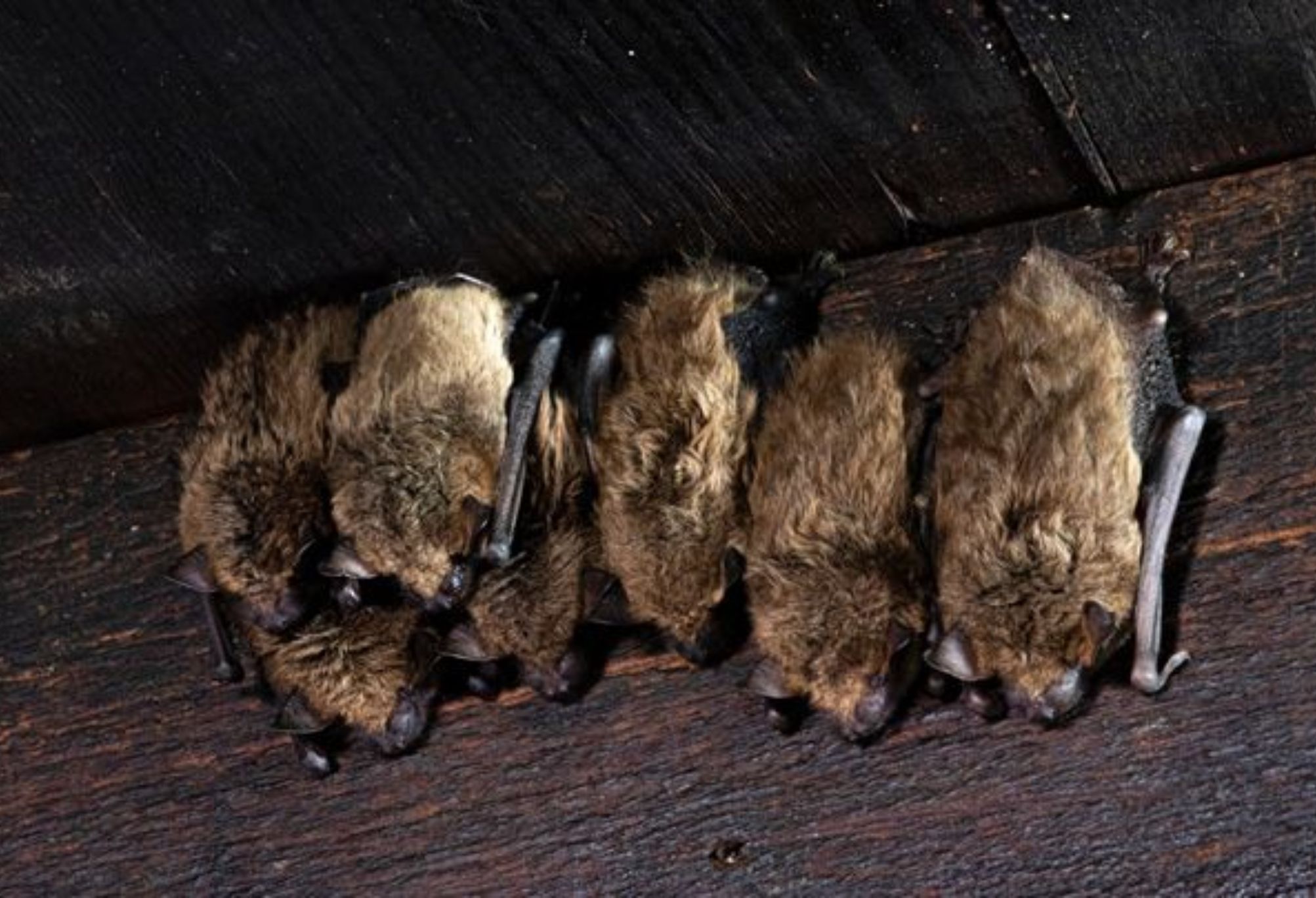 Μπήκε νυχτερίδα στο σπίτι: Οι κίνδυνοι για την υγεία και πως να την διώξεις 