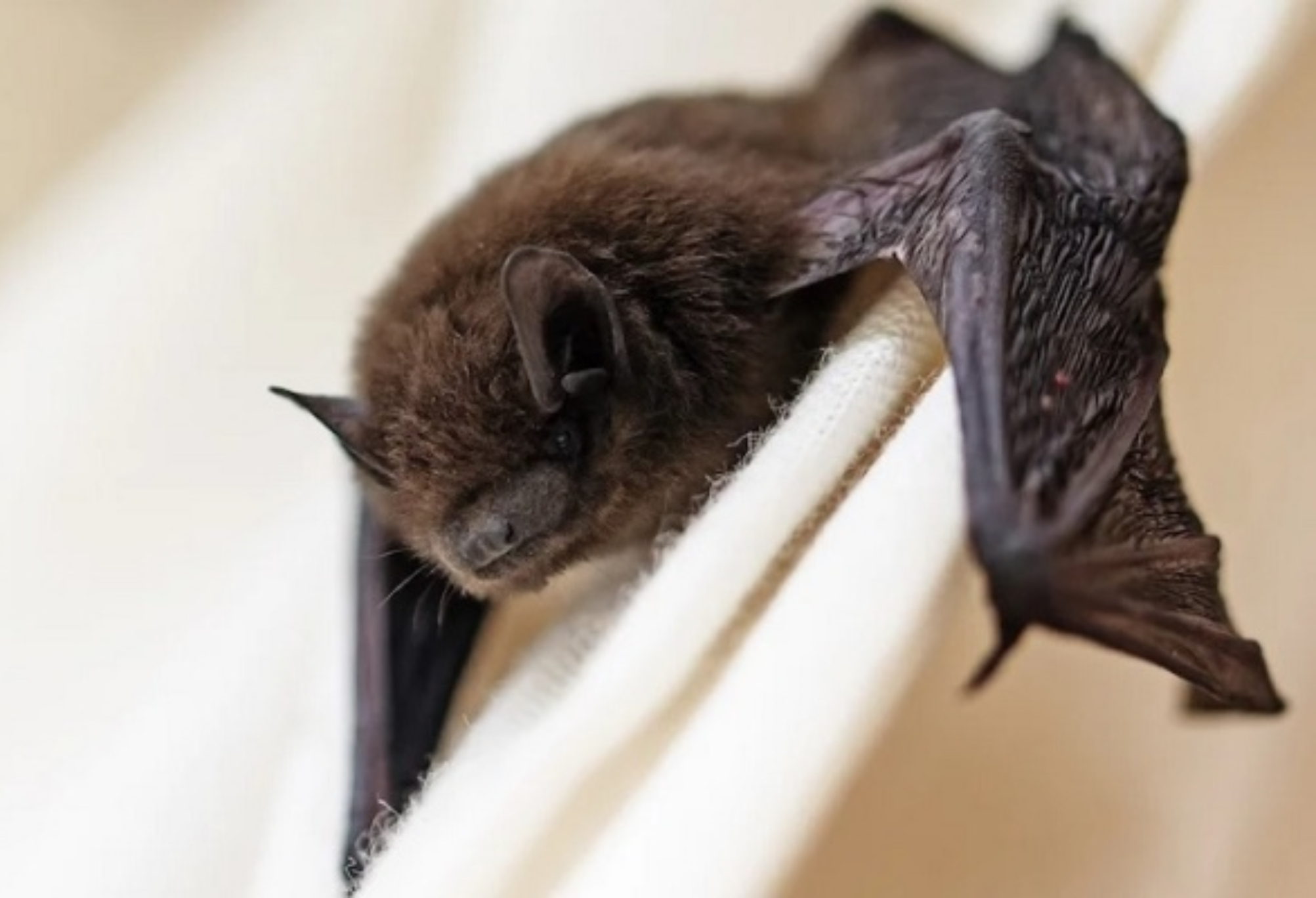 Μπήκε νυχτερίδα στο σπίτι: Οι κίνδυνοι για την υγεία και πως να την διώξεις 