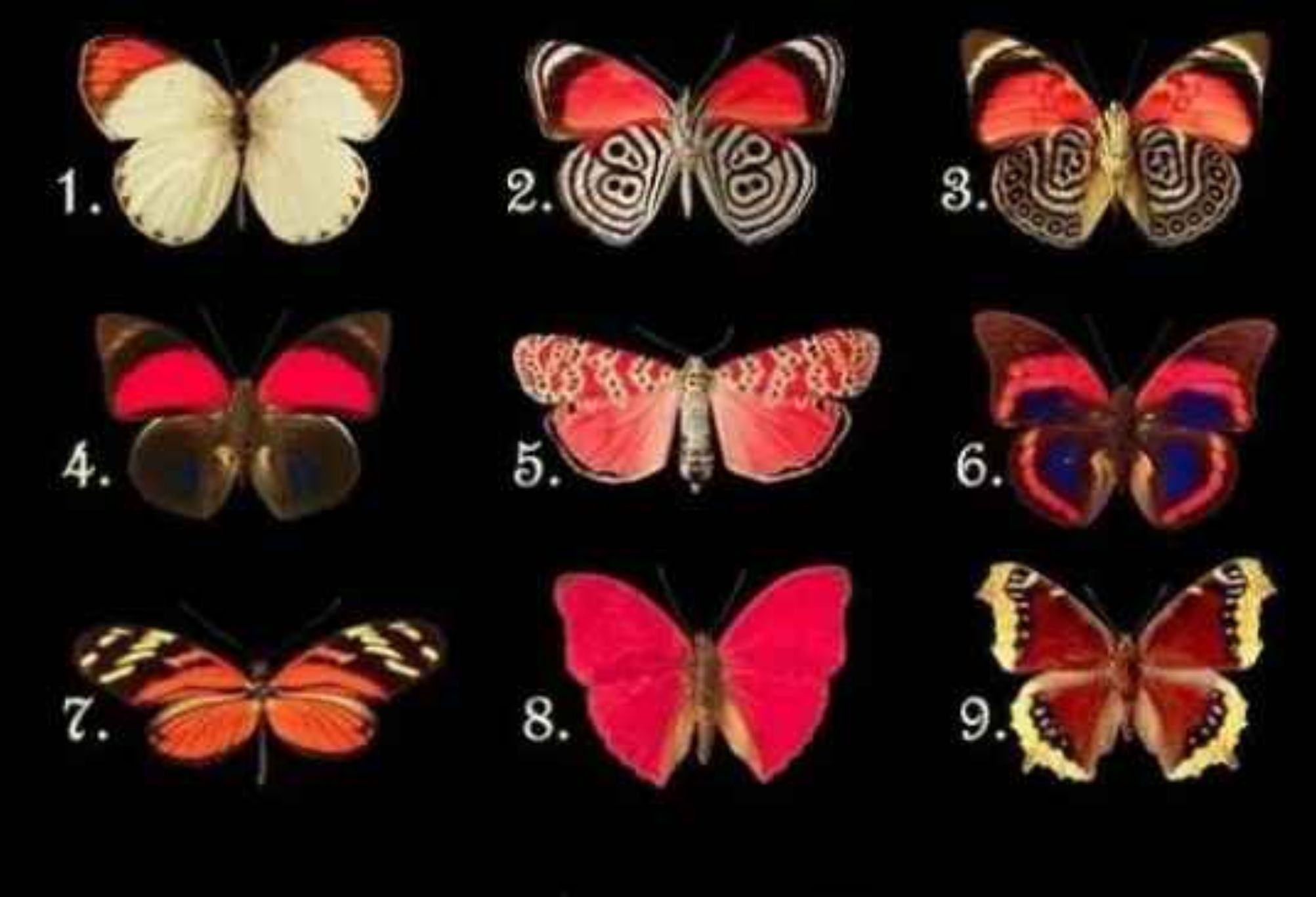 Τεστ προσωπικότητας: Διαλέξτε 1 από τις 9 πεταλούδες μάθε το μυστικό της ψυχής σου και ξέφυγε από το σκοτάδι που κρύβεις μέσα σου