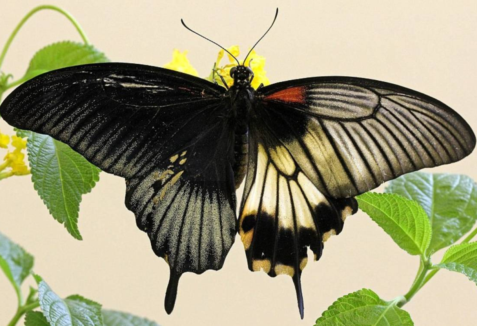 Τεστ προσωπικότητας: Διαλέξτε 1 από τις 9 πεταλούδες μάθε το μυστικό της ψυχής σου και ξέφυγε από το σκοτάδι που κρύβεις μέσα σου