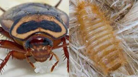 Κατσαρίδες μυρμήγκια ψύλλοι και άλλα έντομα στο σπίτι: Δείτε από που μπαίνουν και πως να τους κλείσετε τον δρόμο