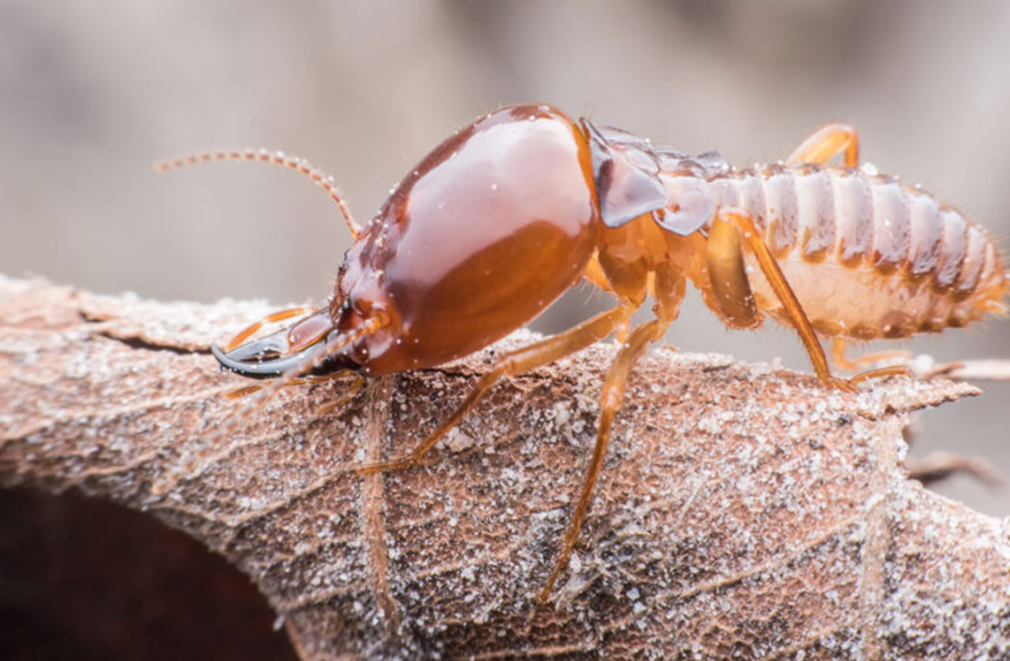 Κατσαρίδες μυρμήγκια ψύλλοι και άλλα έντομα στο σπίτι: Δείτε από που μπαίνουν και πως να τους κλείσετε τον δρόμο