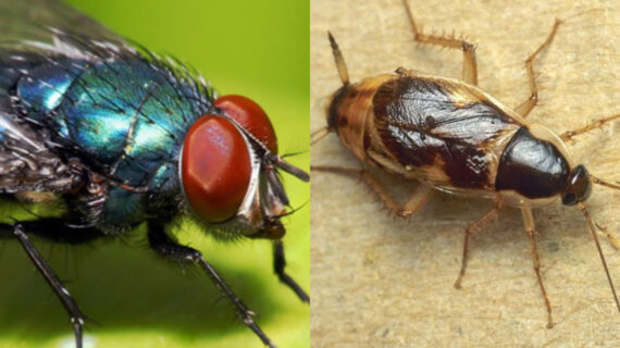 Μύγες μυρμήγκια κουνούπια και κοριοί στο σπίτι: Δείτε τι έχετε σίγουρα που τα προσελκύει