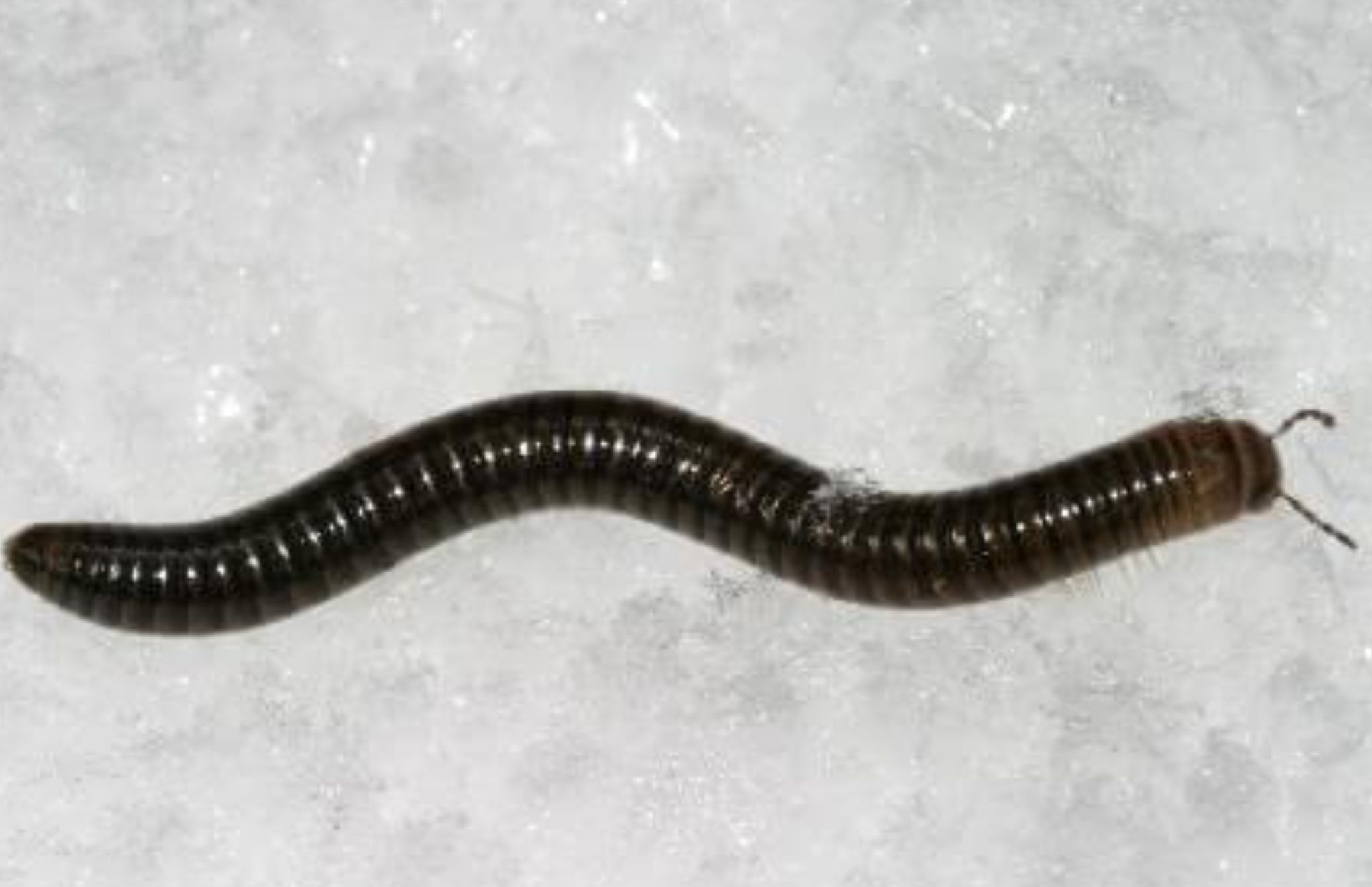 Λευκά και μαύρα σκουλήκια στο σπίτι: Πως να απαλλαγείτε οριστικά