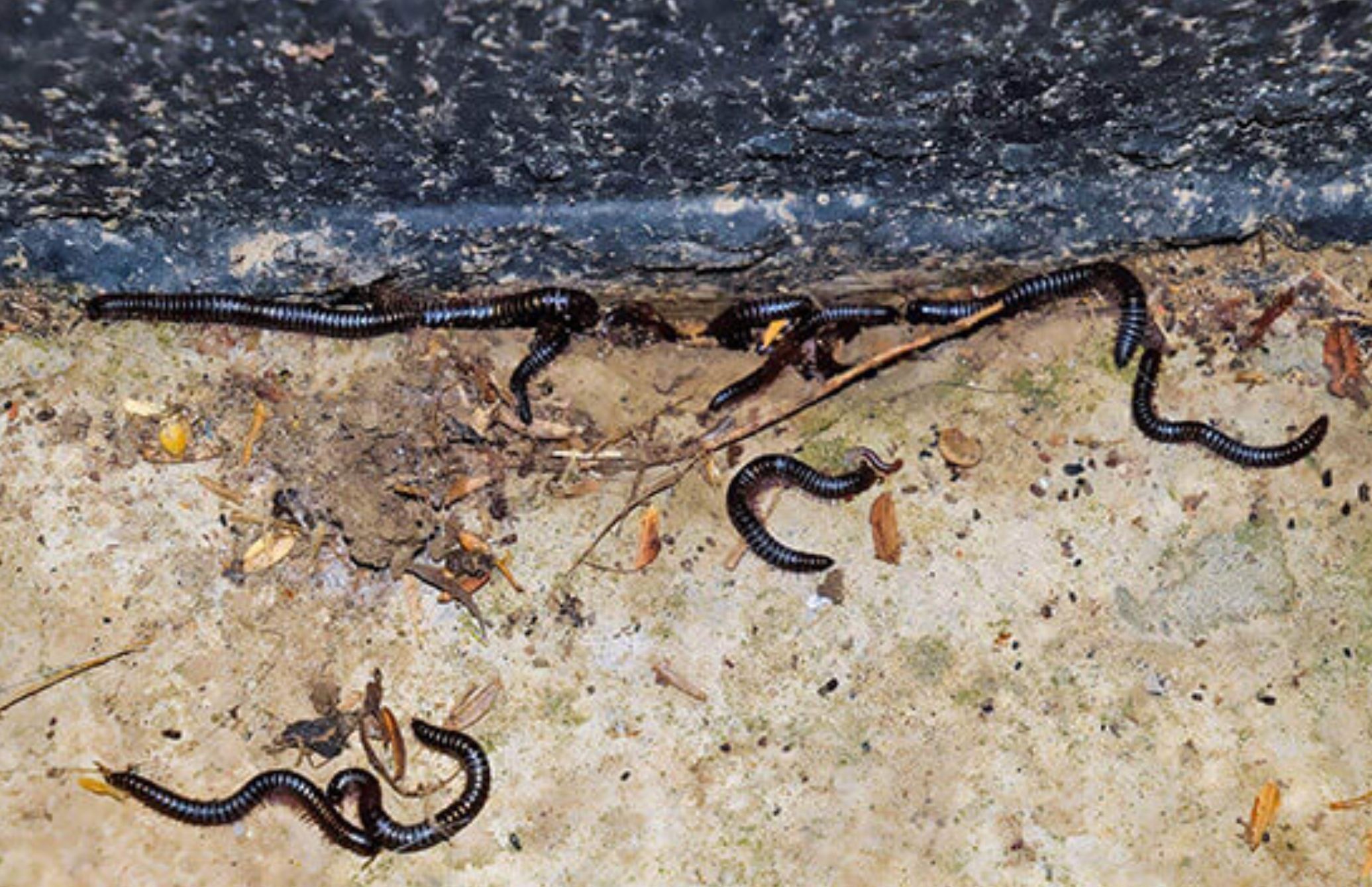 Λευκά και μαύρα σκουλήκια στο σπίτι: Πως να απαλλαγείτε οριστικά