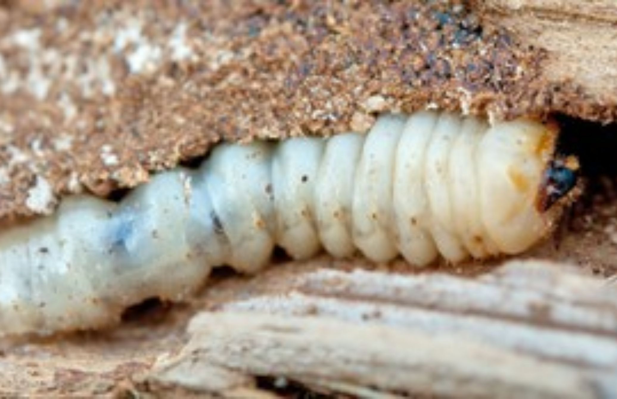 Λευκά και μαύρα σκουλήκια στο σπίτι: Πως να απαλλαγείτε οριστικά