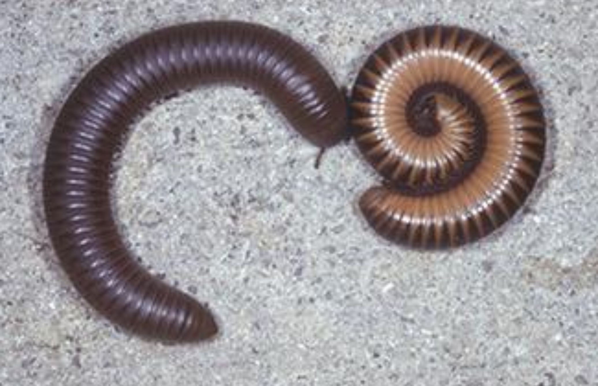 Λευκά και μαύρα σκουλήκια στο σπίτι: Πως να απαλλαγείτε οριστικά