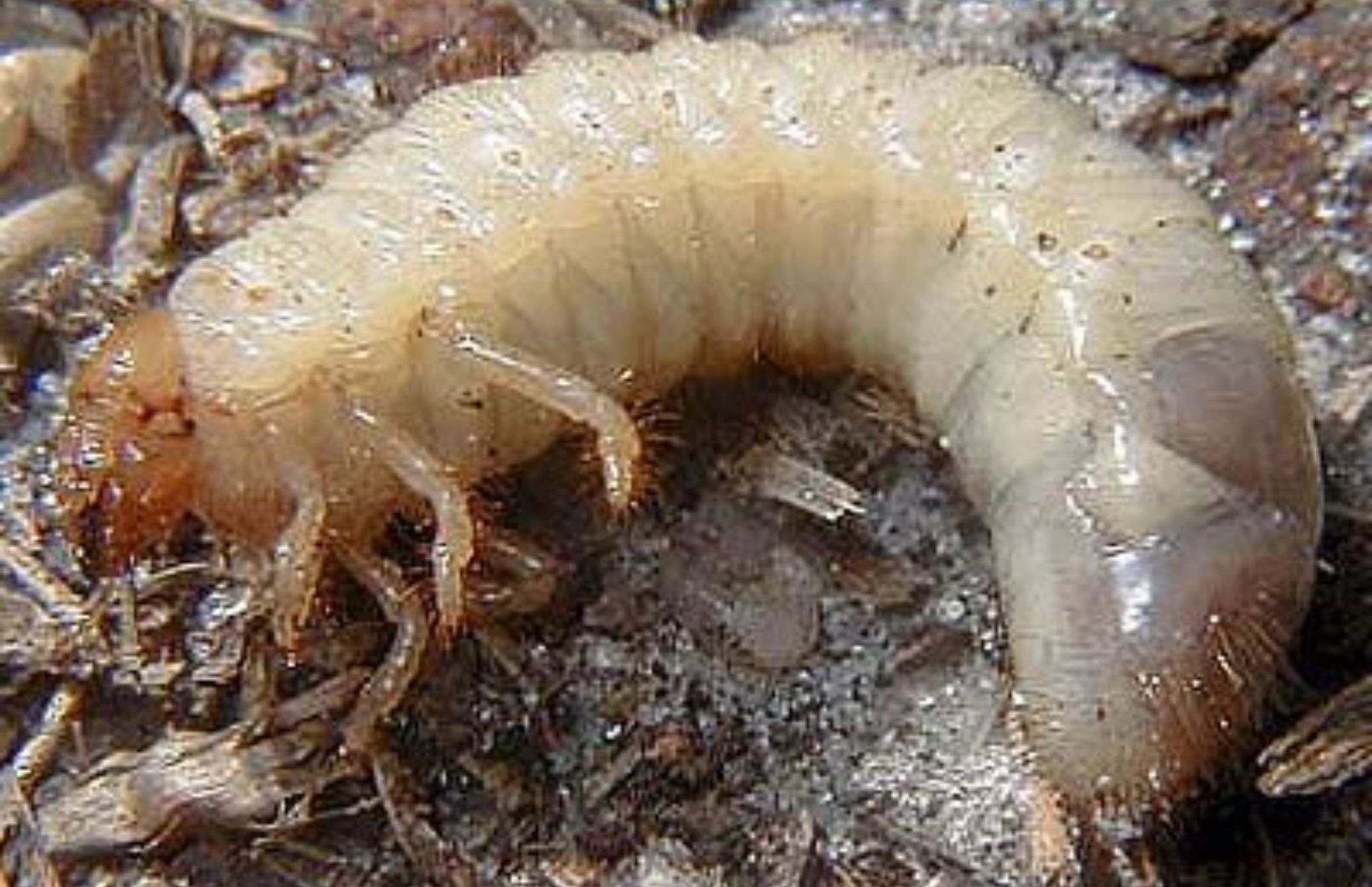 Λευκά και μαύρα σκουλήκια στο σπίτι: Πως να απαλλαγείτε οριστικά