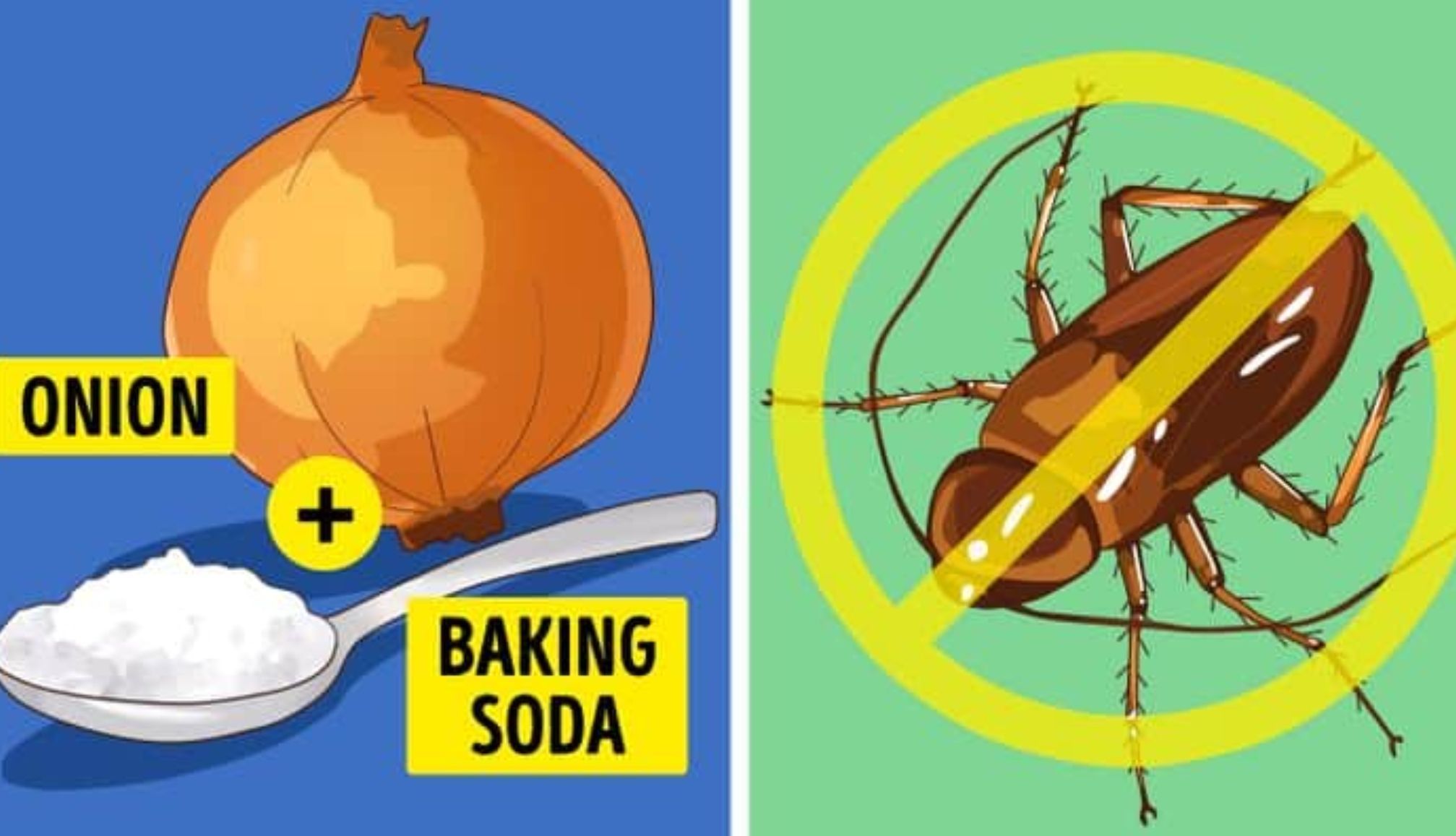 Αράχνες τσιμπούρια και κατσαρίδες στο σπίτι: 6 φυσικοί τρόποι για να απαλλαγείτε οριστικά