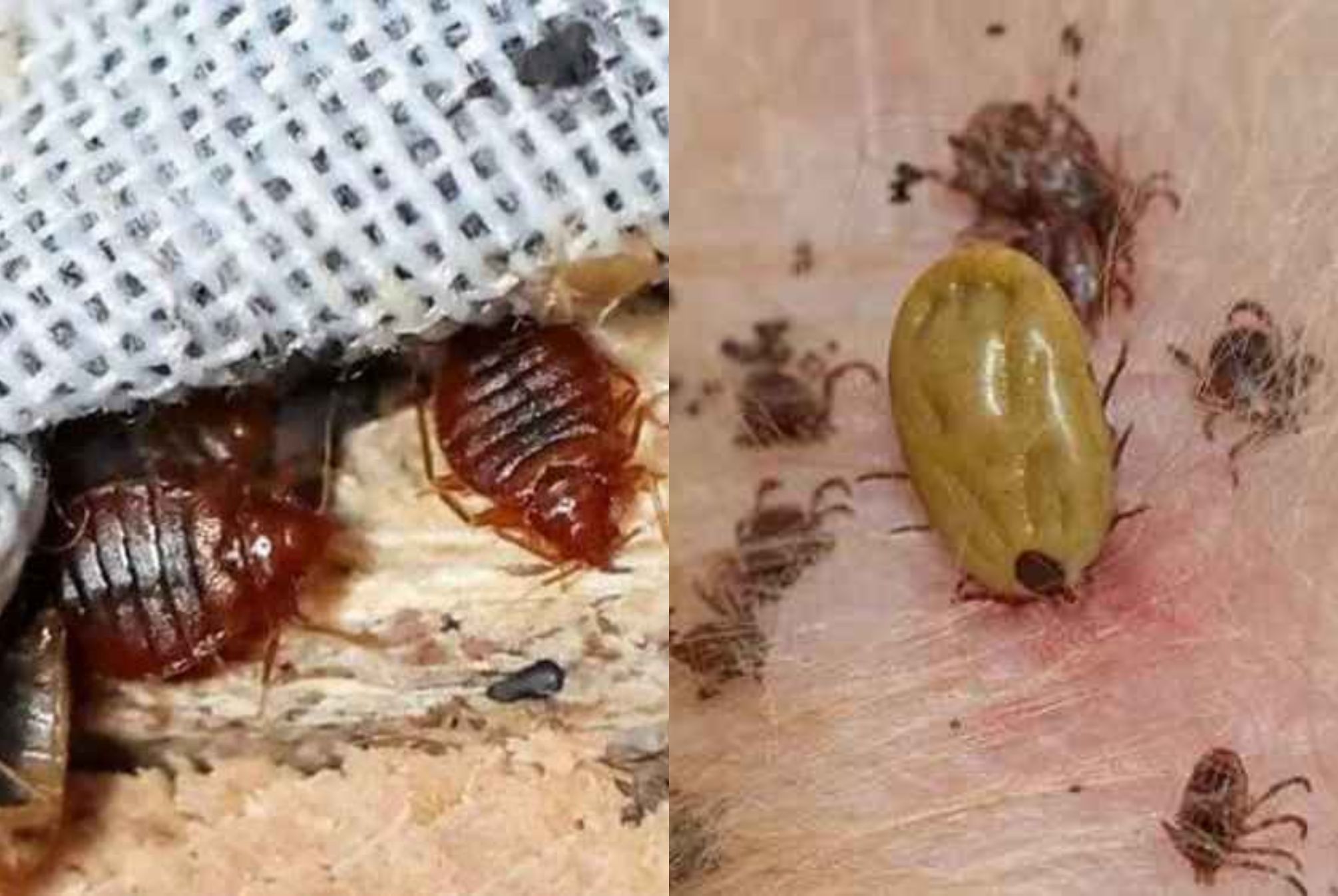 Έντομα βαμπίρ που ζουν στο σπίτι σου: Ποια είναι και πως να τα εξολοθρεύσεις 