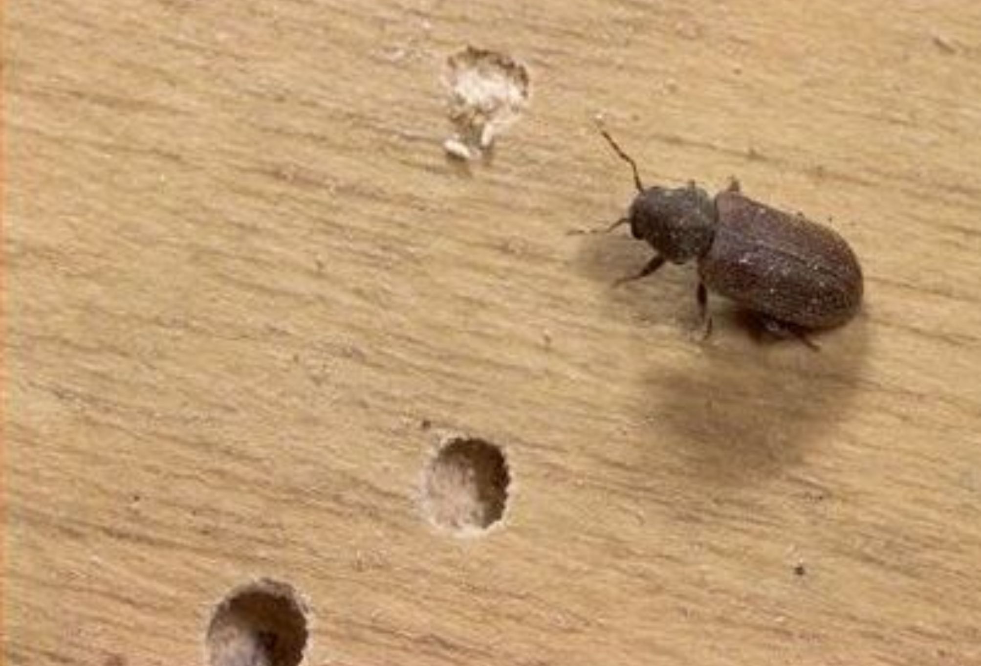 Σαράκι ξύλου στα έπιπλα ή το παρκέ σας: Τι ζημιές προκαλεί από που προέρχεται και πως να απαλλαγείτε