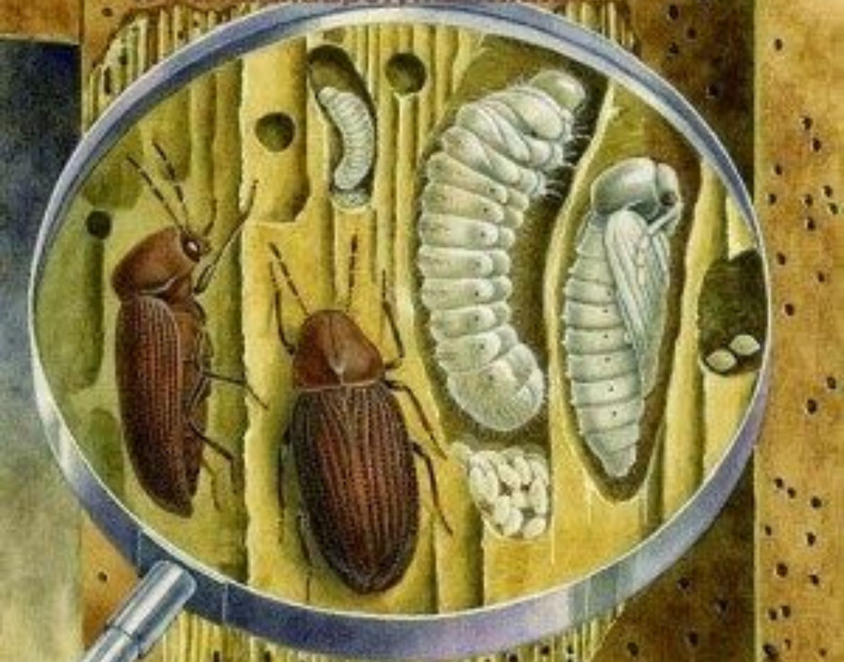 Σαράκι ξύλου στα έπιπλα ή το παρκέ σας: Τι ζημιές προκαλεί από που προέρχεται και πως να απαλλαγείτε