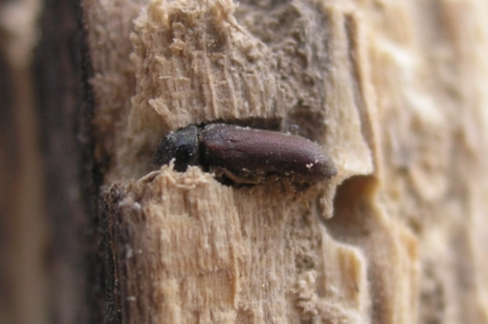 Σαράκι ξύλου στα έπιπλα ή το παρκέ σας: Τι ζημιές προκαλεί από που προέρχεται και πως να απαλλαγείτε