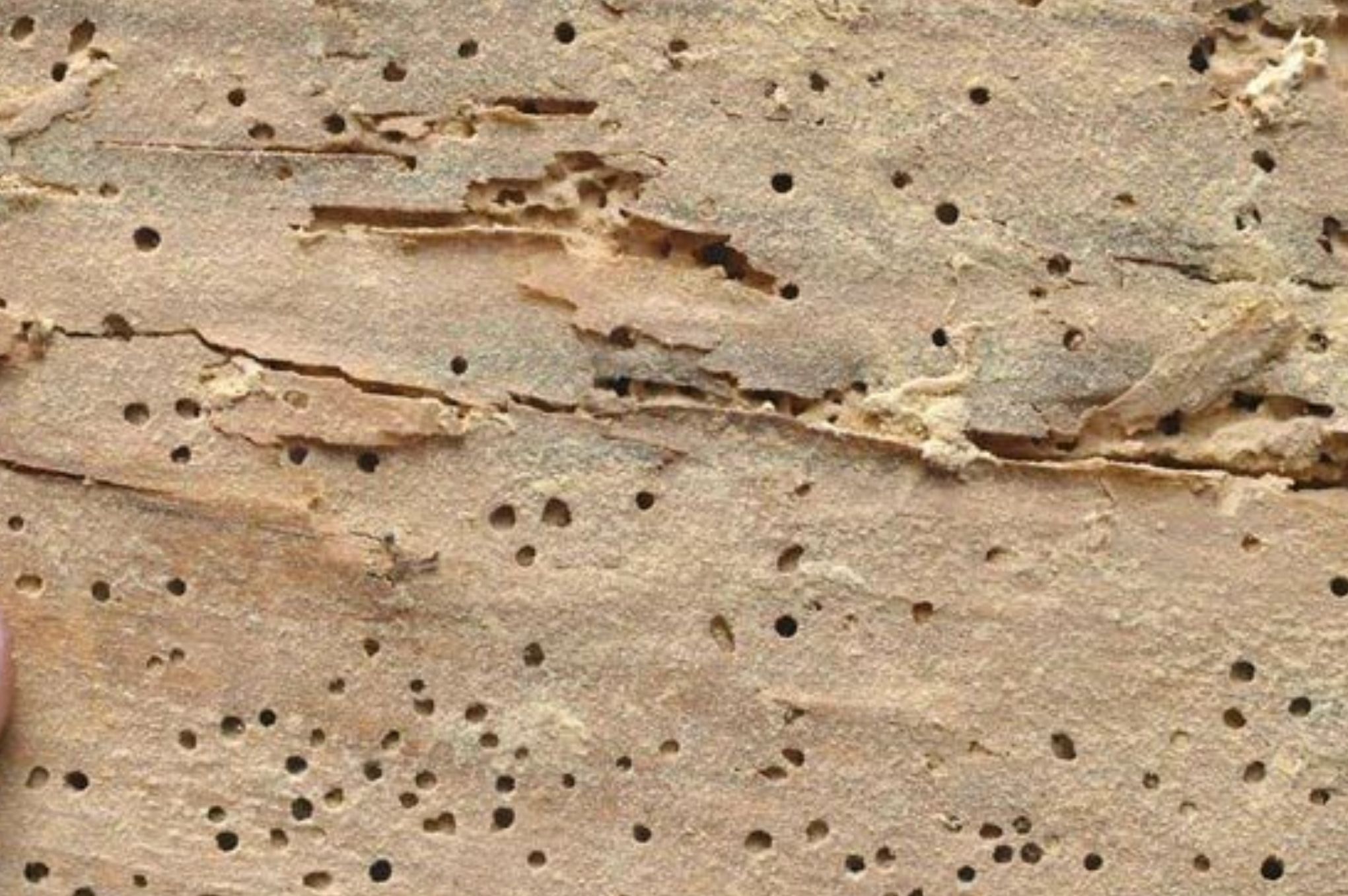 Σαράκι ξύλου στα έπιπλα ή το παρκέ σας: Τι ζημιές προκαλεί από που προέρχεται και πως να απαλλαγείτε