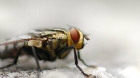 Το Ψυχολογικό τεστ της μύγας που θα σε βοηθήσει να ανακαλύψεις τον εαυτό σου