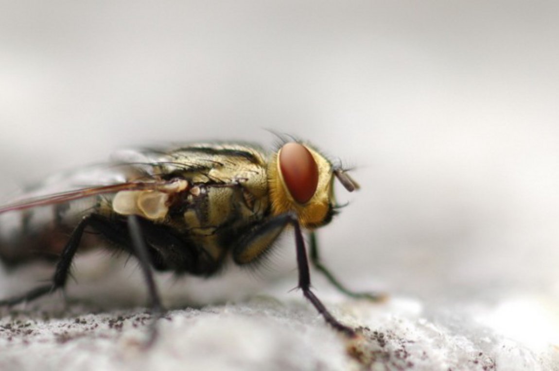 Το Ψυχολογικό τεστ της μύγας που θα σε βοηθήσει να ανακαλύψεις τον εαυτό σου