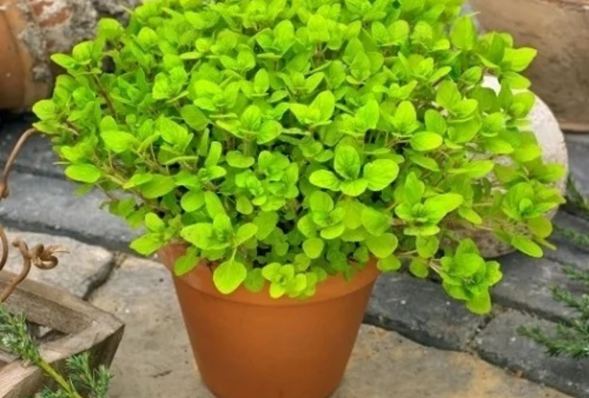 Βρώμικα χαλιά μπανιέρα ή πάγκοι κουζίνας: 12 diy φυσικά καθαριστικά από βότανα