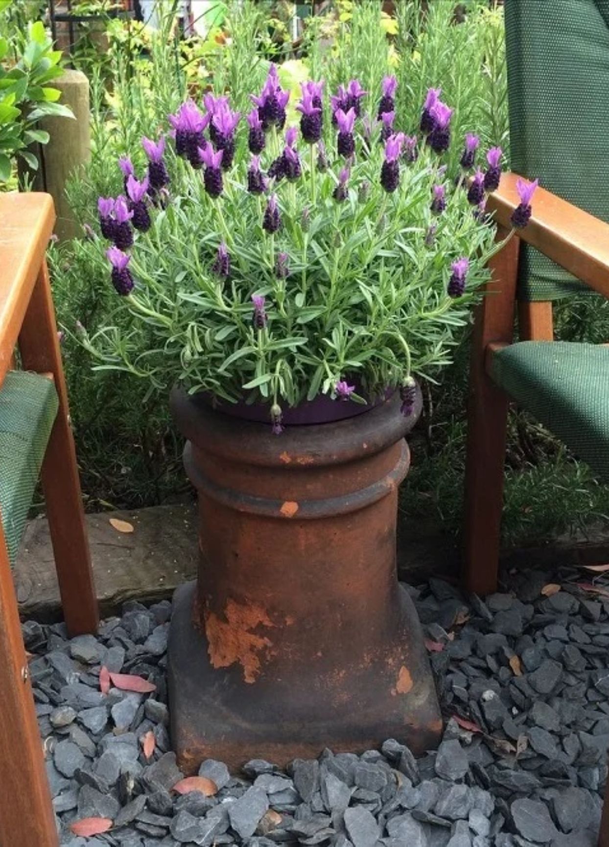 Βρώμικα χαλιά μπανιέρα ή πάγκοι κουζίνας: 12 diy φυσικά καθαριστικά από βότανα