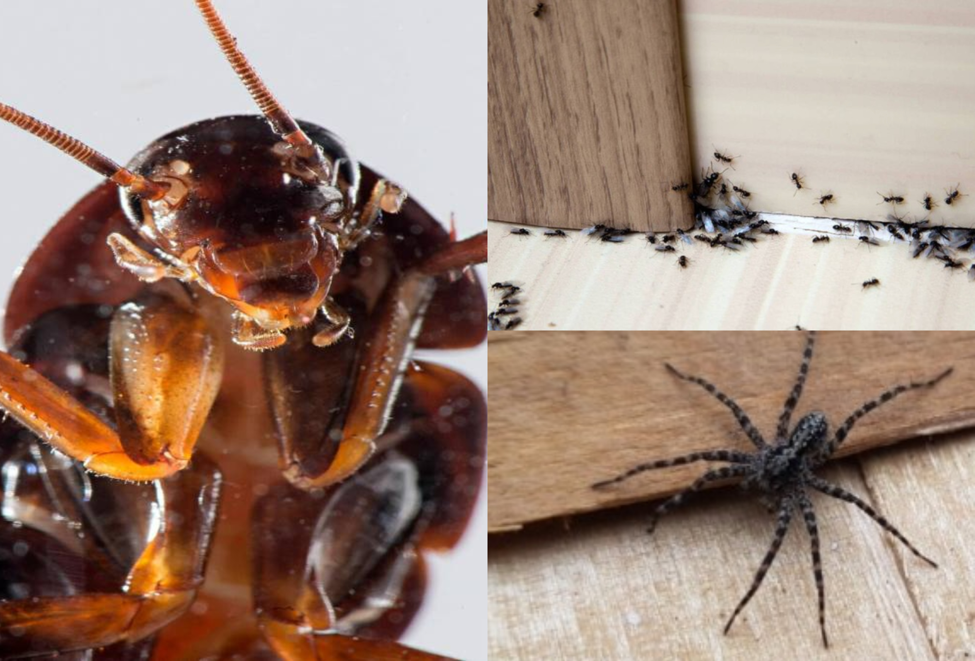 Κατσαρίδες μυρμήγκια και αράχνες: Εξοντώστε τα μια και καλή χωρίς απεντόμωση