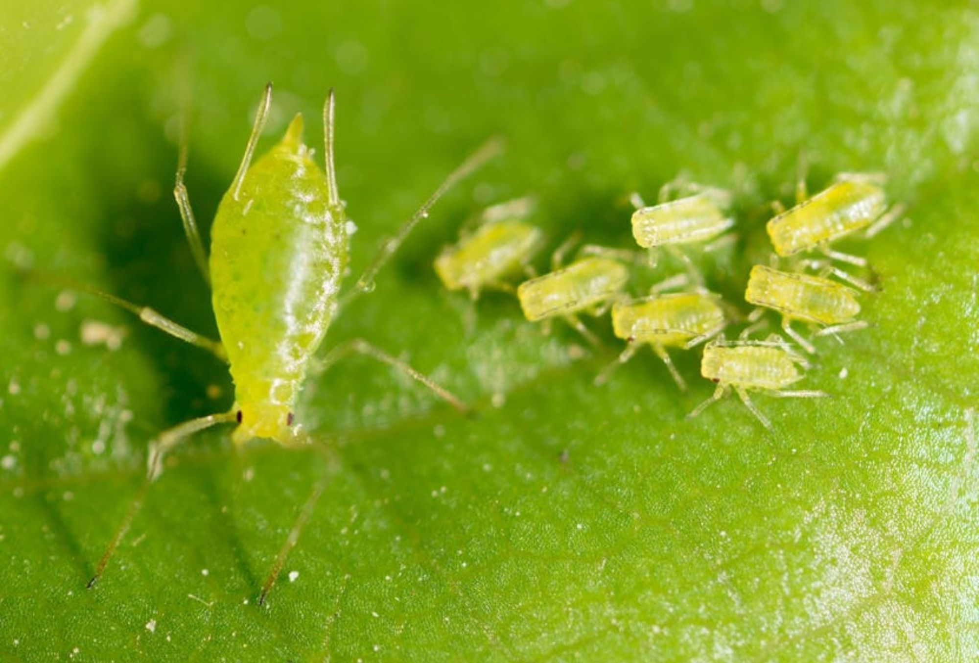 Έντομα στις γλάστρες: Φωτογραφίες και πως να τα διώξετε
