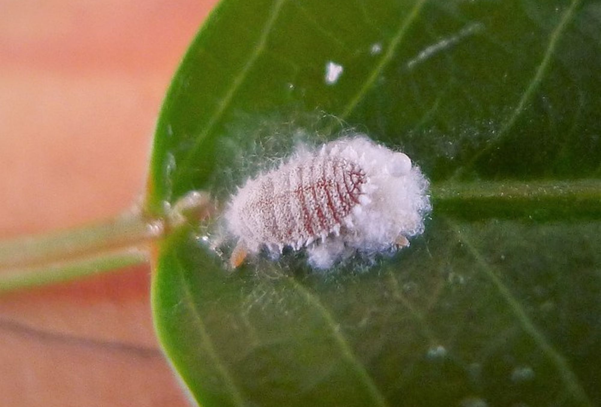 Έντομα στις γλάστρες: Φωτογραφίες και πως να τα διώξετε