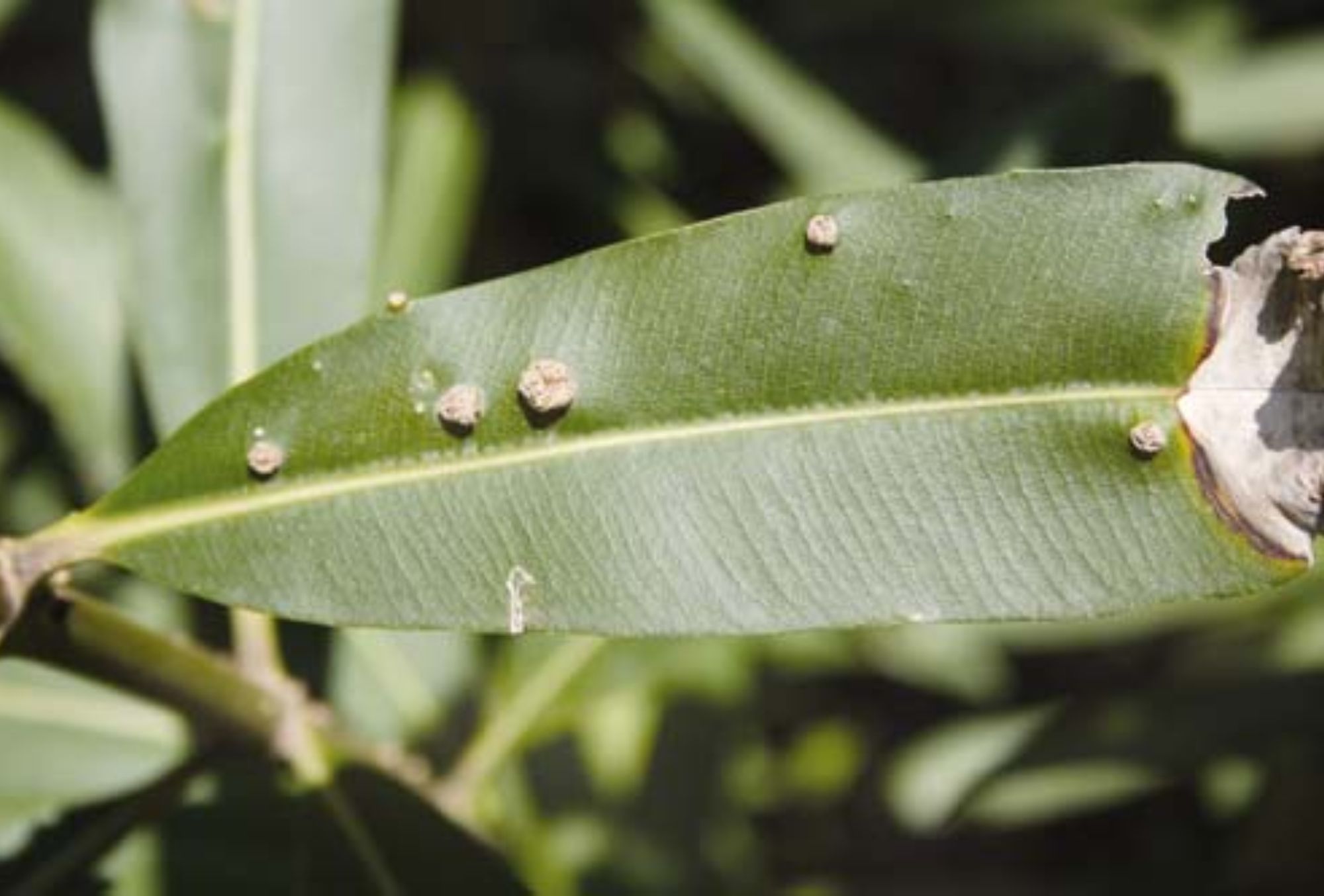 Έντομα στις γλάστρες: Φωτογραφίες και πως να τα διώξετε