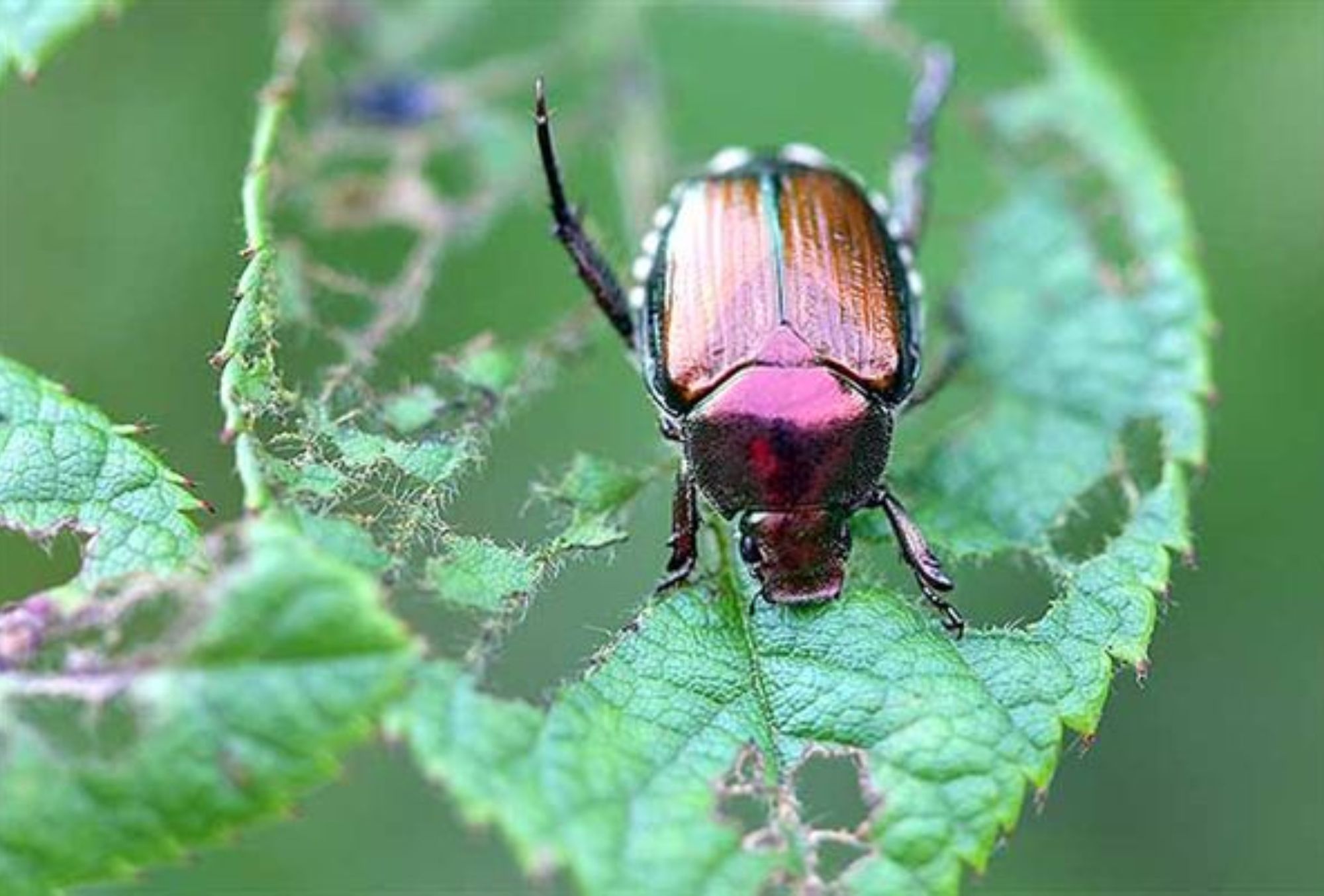 Έντομα στις γλάστρες: Φωτογραφίες και πως να τα διώξετε