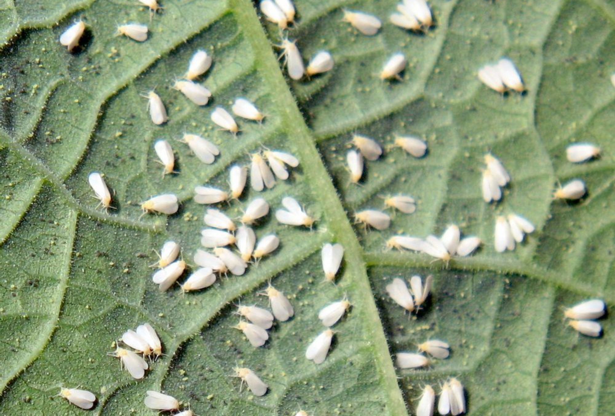 Έντομα στις γλάστρες: Φωτογραφίες και πως να τα διώξετε