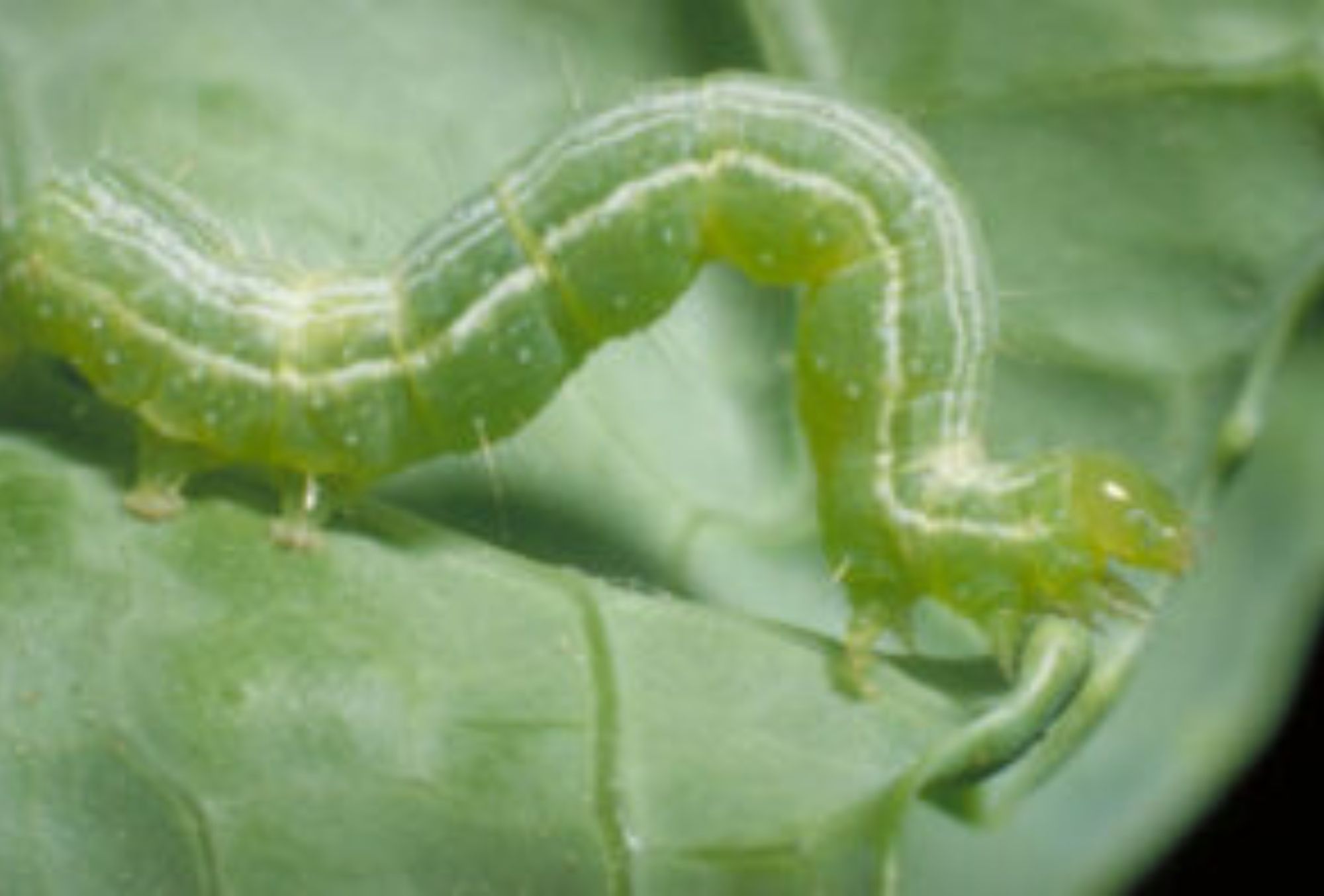 Έντομα στις γλάστρες: Φωτογραφίες και πως να τα διώξετε