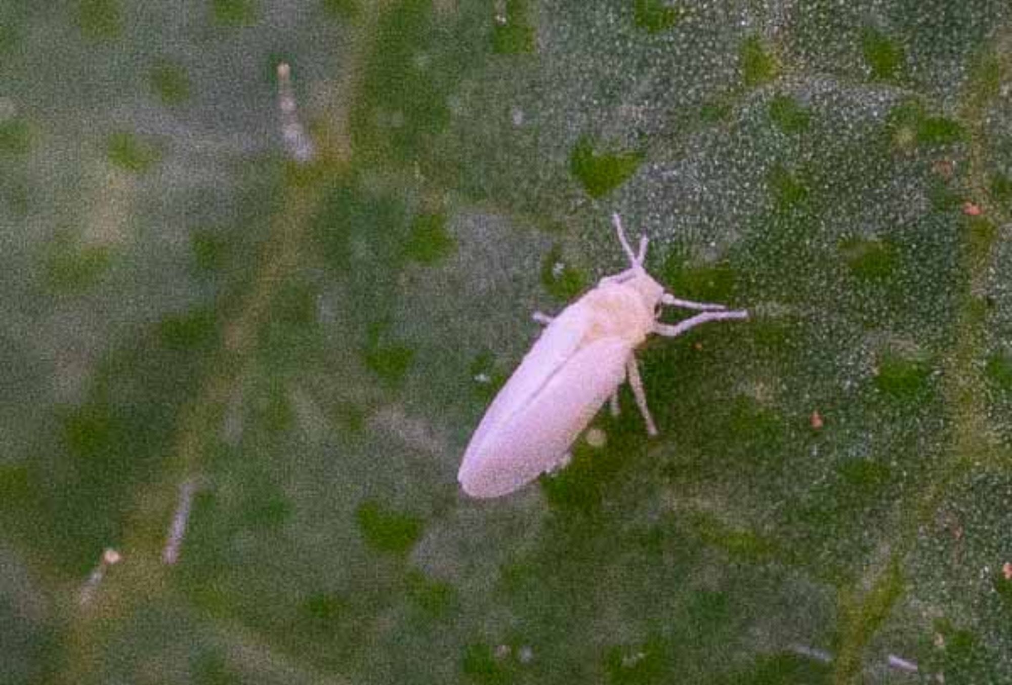 Έντομα στις γλάστρες: Φωτογραφίες και πως να τα διώξετε