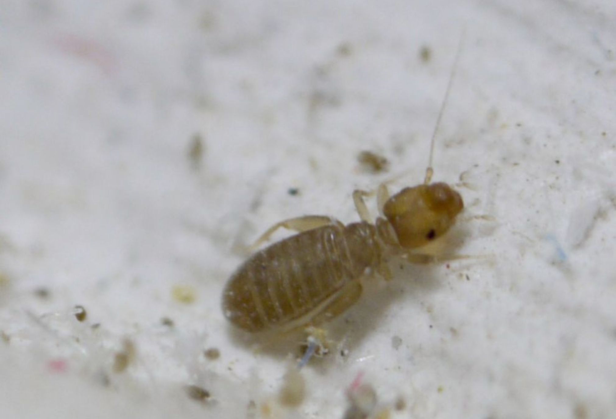 Μικροσκοπικά μαύρα έντομα στα ντουλάπια την βιβλιοθήκη και τα ρούχα: Δείτε πως να τα διώξετε μια και καλή