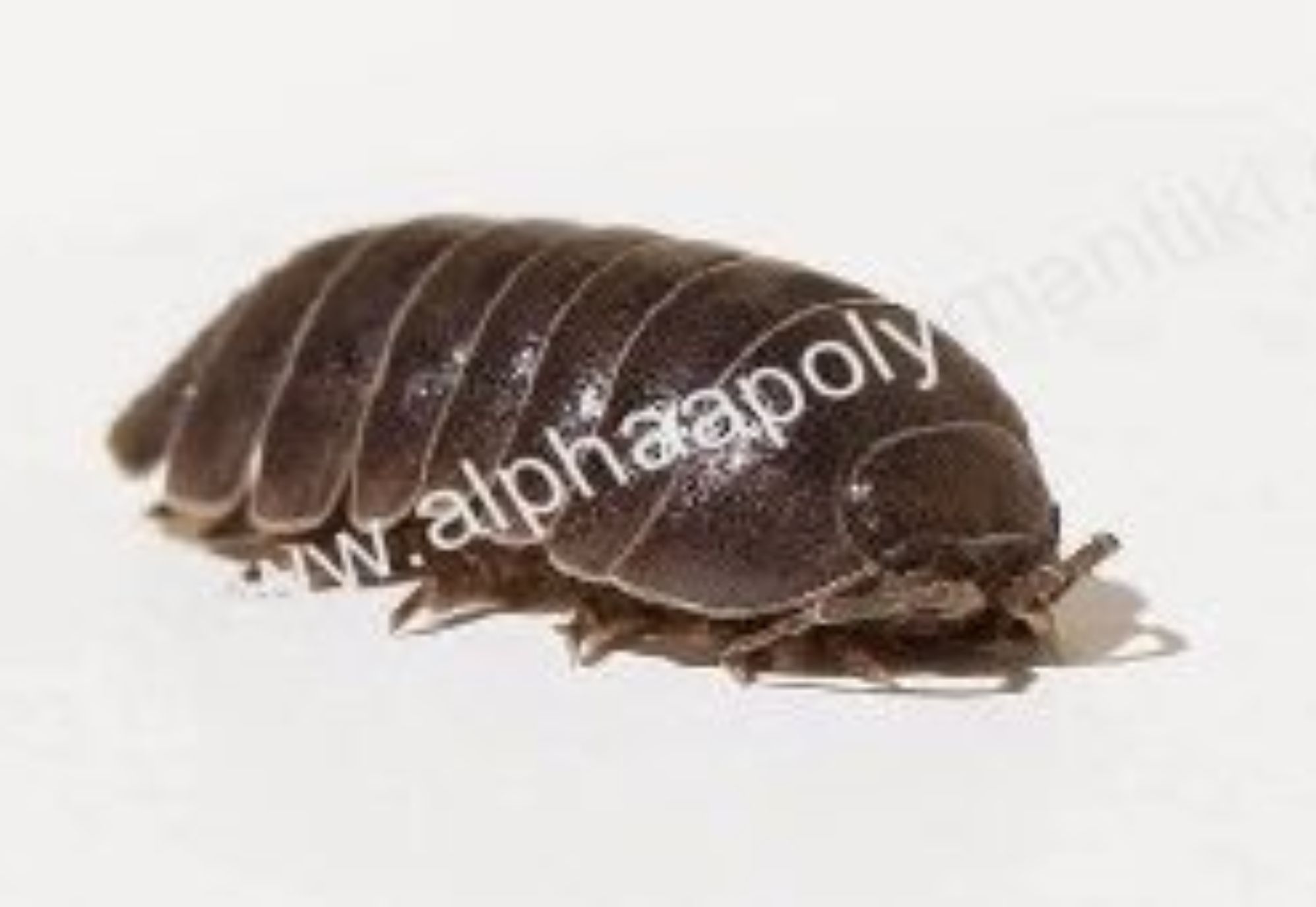 Έντομα υγρασίας στο σπίτι: 