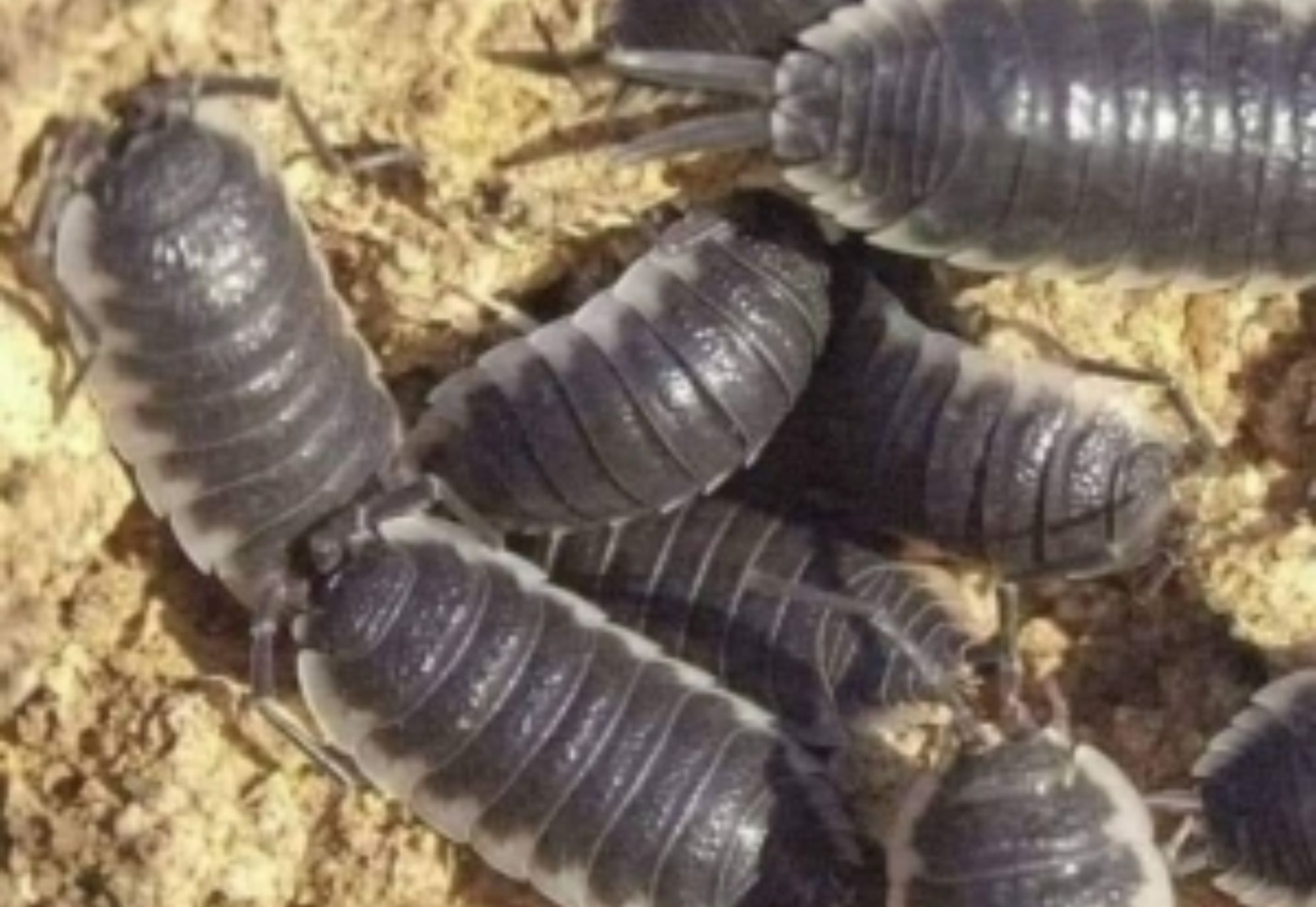 Έντομα υγρασίας στο σπίτι: 