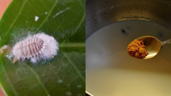 Έντομα που καταστρέφουν τα φυτά: Φτιάξετε φυσικό φυτοφάρμακο από ληγμένο γάλα για να τα διώξετε 