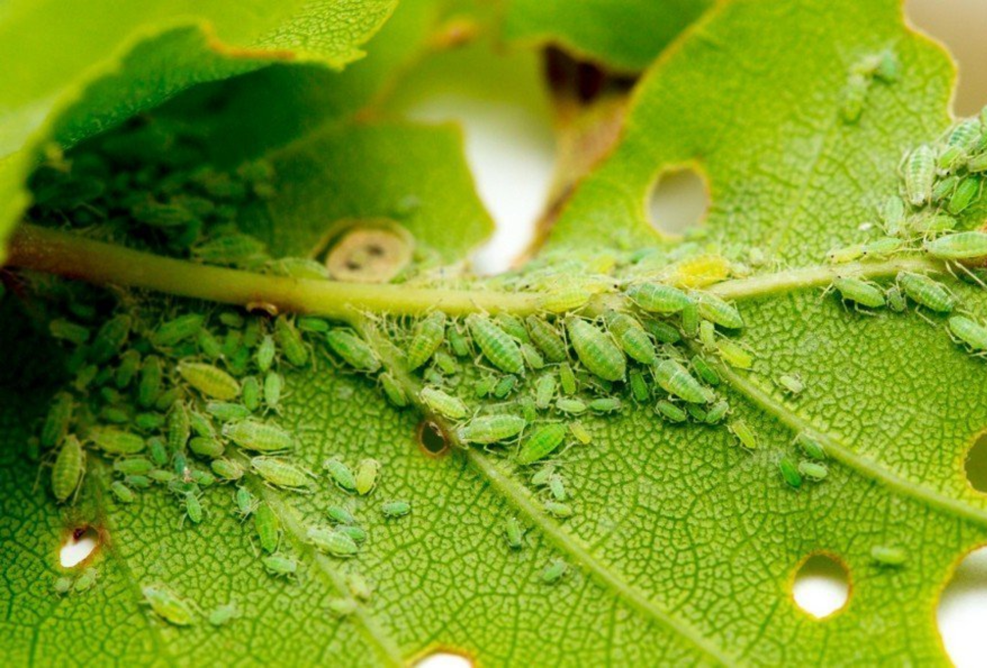 Έντομα που καταστρέφουν τα φυτά: Φτιάξετε φυσικό φυτοφάρμακο από ληγμένο γάλα για να τα διώξετε 