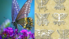 Τα βασιλικά μυστικά της πεταλούδας: Μύθοι θρύλοι και παραδώσεις που συνοδεύουν την μεταμόρφωση της πεταλούδας
