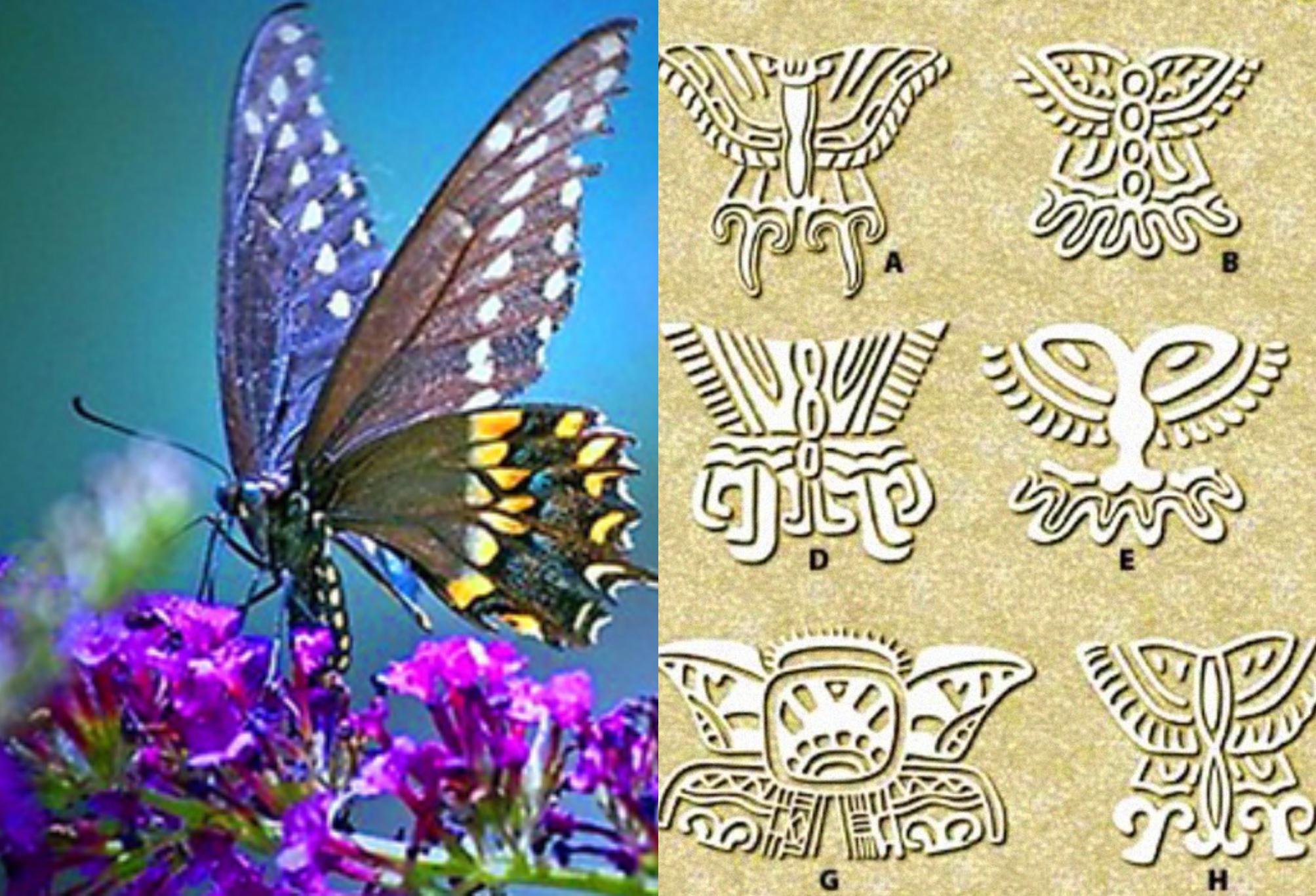 Τα βασιλικά μυστικά της πεταλούδας: Μύθοι θρύλοι και παραδώσεις που συνοδεύουν την μεταμόρφωση της πεταλούδας