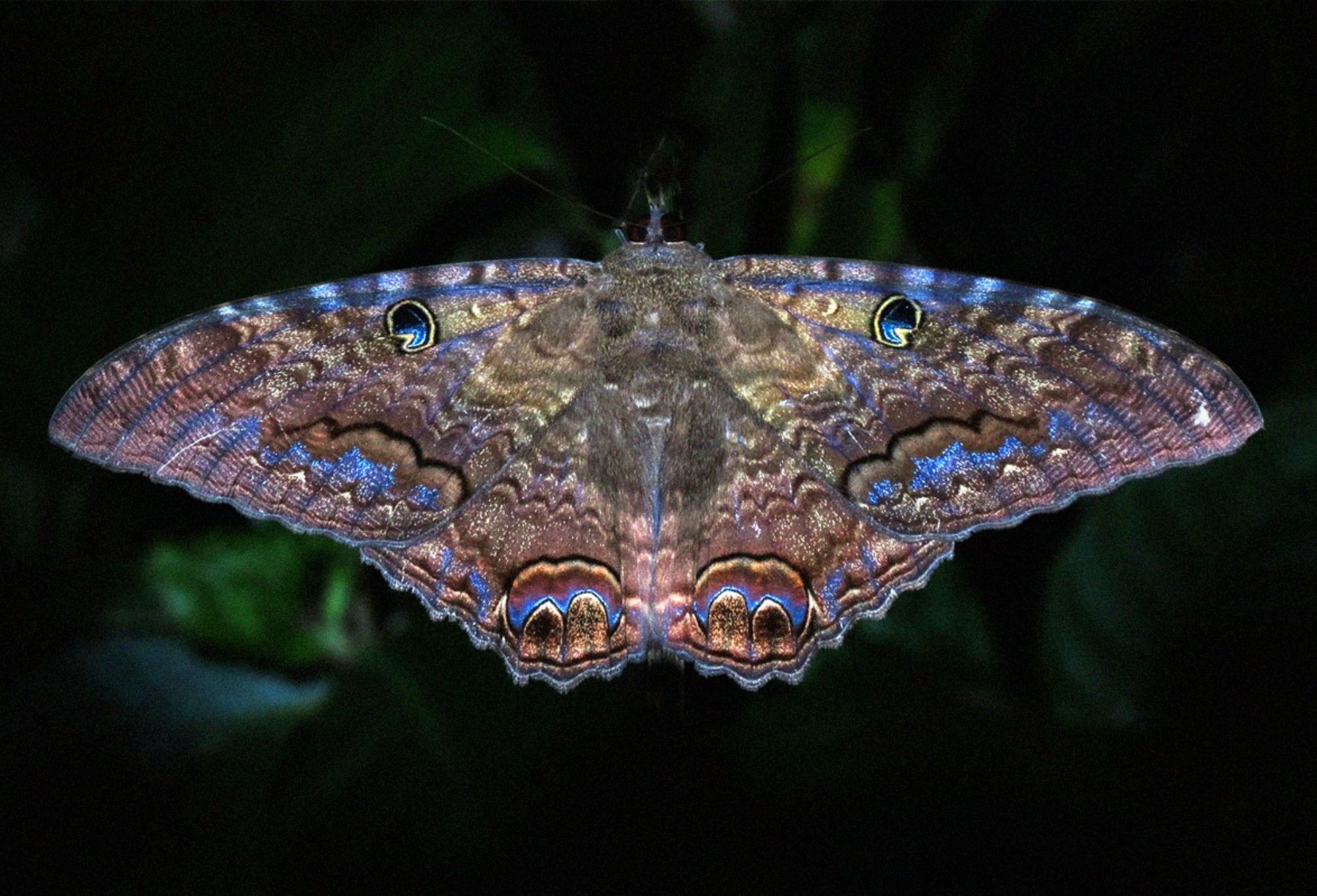 Τα βασιλικά μυστικά της πεταλούδας: Μύθοι θρύλοι και παραδώσεις που συνοδεύουν την μεταμόρφωση της πεταλούδας
