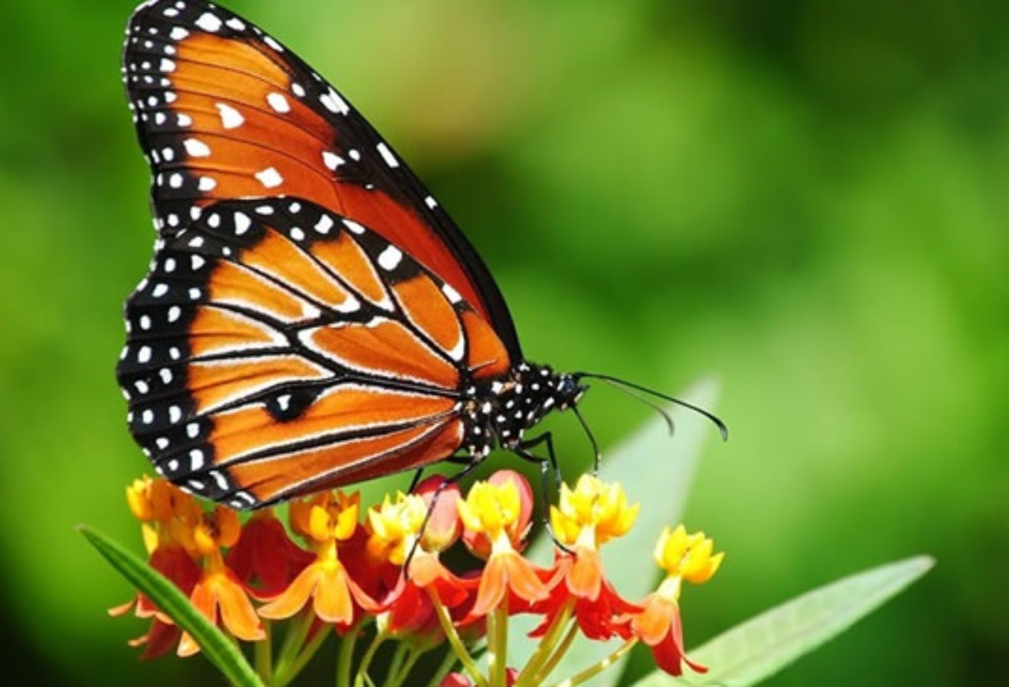 Τα βασιλικά μυστικά της πεταλούδας: Μύθοι θρύλοι και παραδώσεις που συνοδεύουν την μεταμόρφωση της πεταλούδας