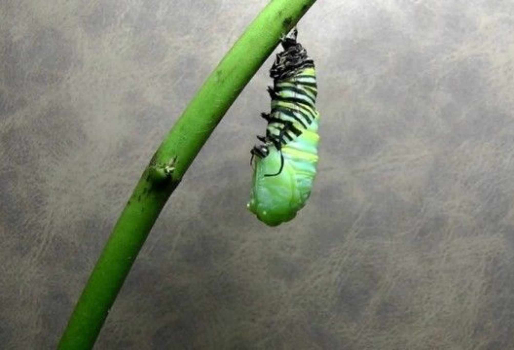 Τα βασιλικά μυστικά της πεταλούδας: Μύθοι θρύλοι και παραδώσεις που συνοδεύουν την μεταμόρφωση της πεταλούδας