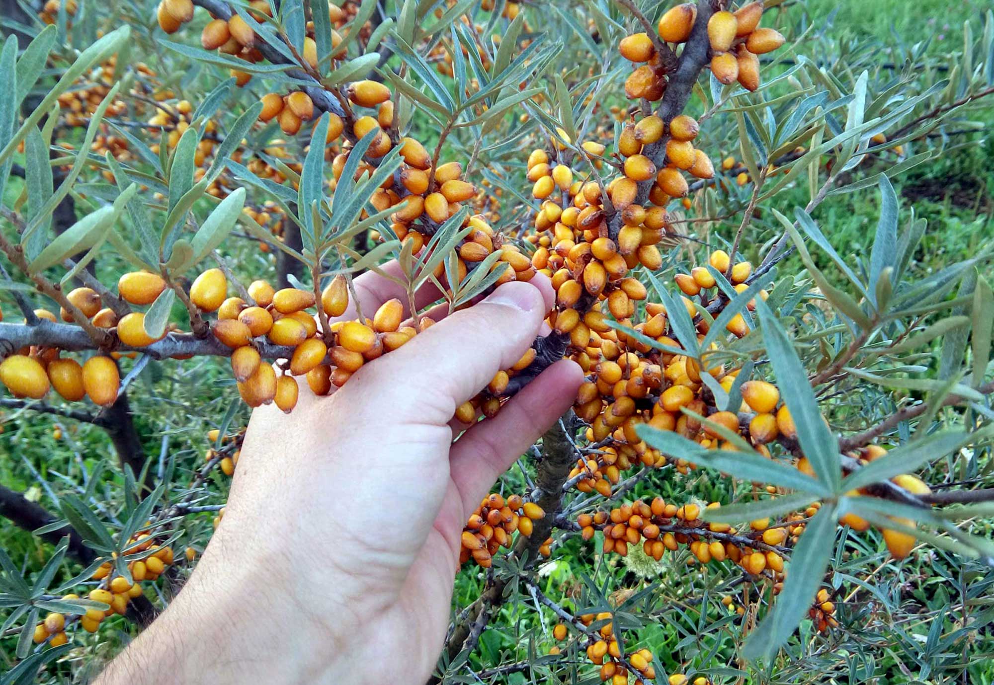 Ιπποφαές-αντικαρκινικές δράσεις-ρύθμιση σακχάρου-απώλεια βάρους- Ιπποφαές-αντικαρκινικές δράσεις-ρύθμιση σακχάρου-απώλεια βάρους-