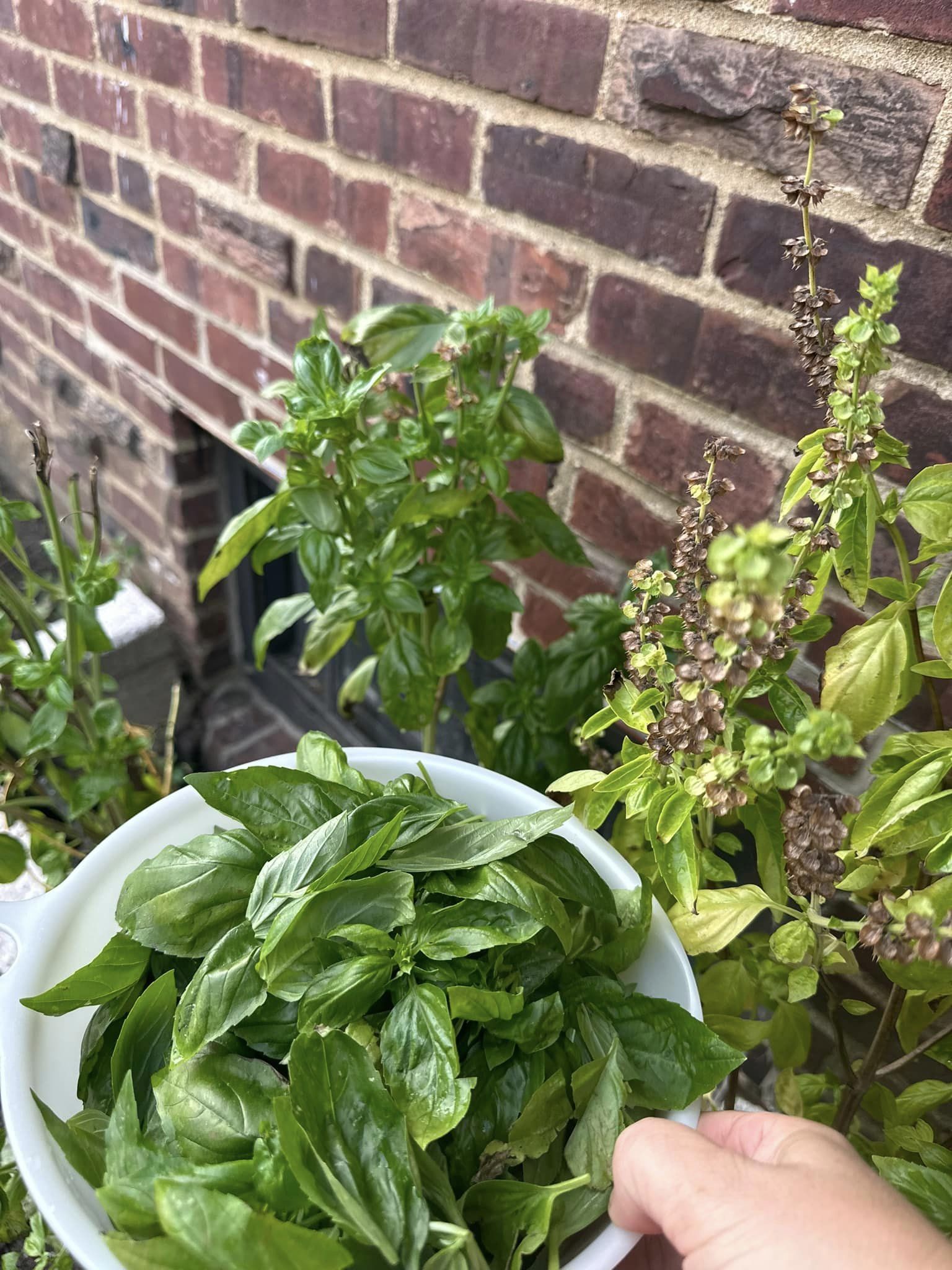 σπιτικό-πέστο βασιλικού-συνταγή-