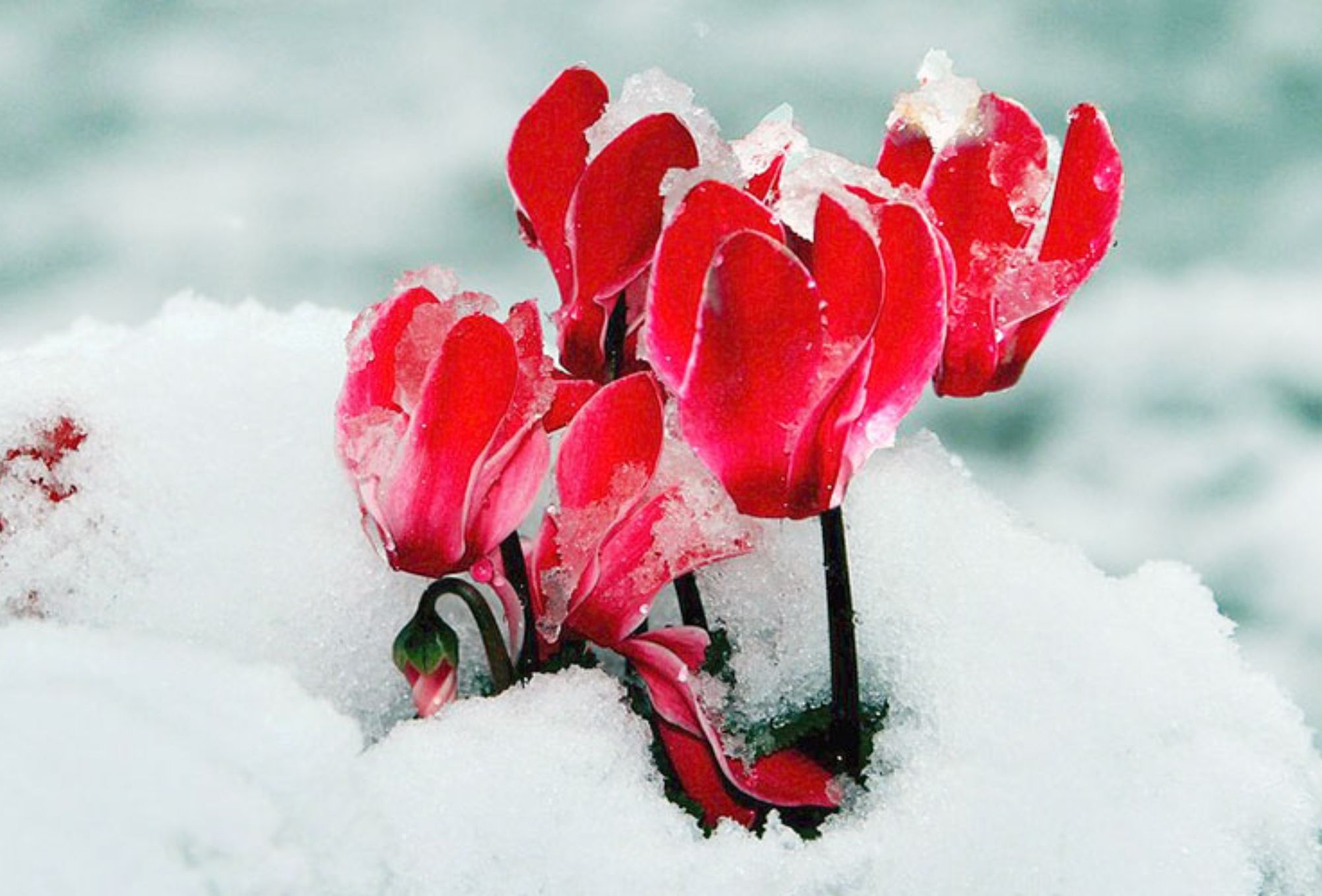 Καμένα και κατεστραμμένα φυτά από το κρύο και το χιόνι: Πως να τα προστατέψετε