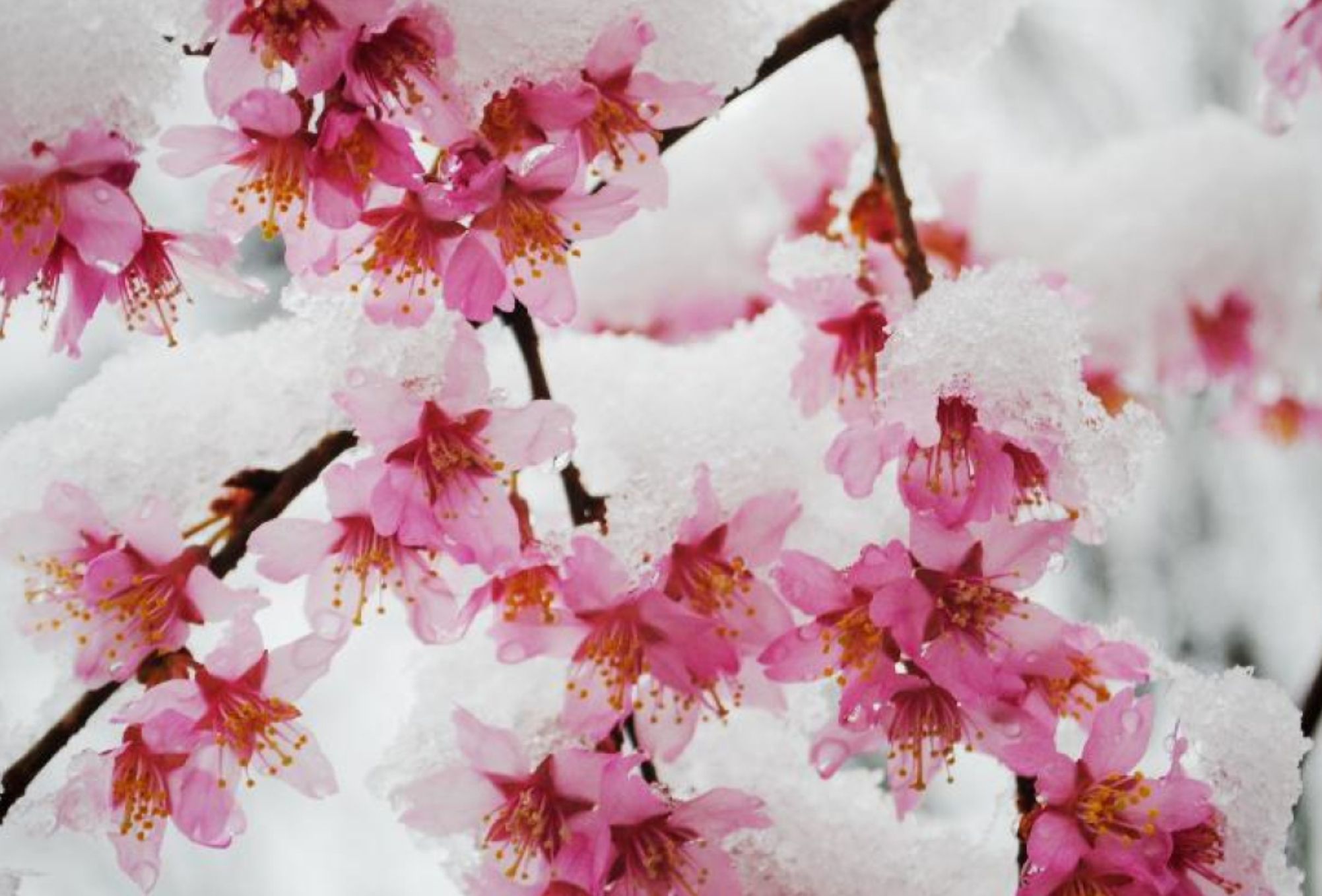 Καμένα και κατεστραμμένα φυτά από το κρύο και το χιόνι: Πως να τα προστατέψετε