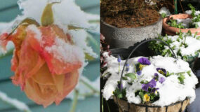 Καμένα και κατεστραμμένα φυτά από το κρύο και το χιόνι: Πως να τα προστατέψετε  