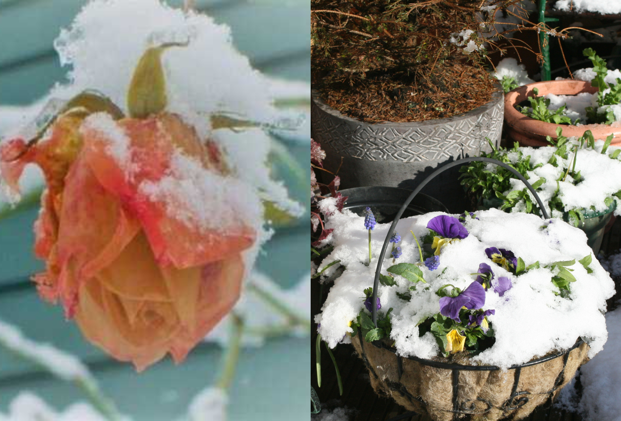Καμένα και κατεστραμμένα φυτά από το κρύο και το χιόνι: Πως να τα προστατέψετε  