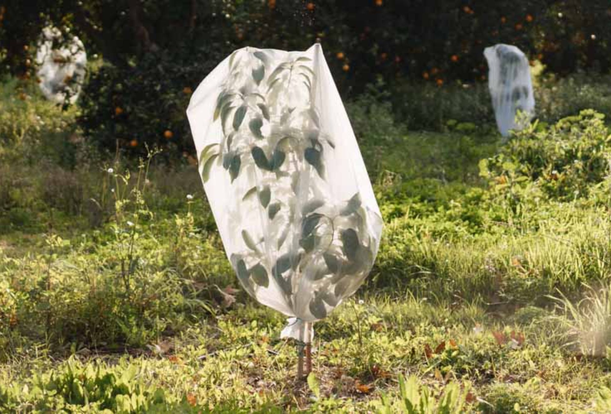 Καμένα και κατεστραμμένα φυτά από το κρύο και το χιόνι: Πως να τα προστατέψετε