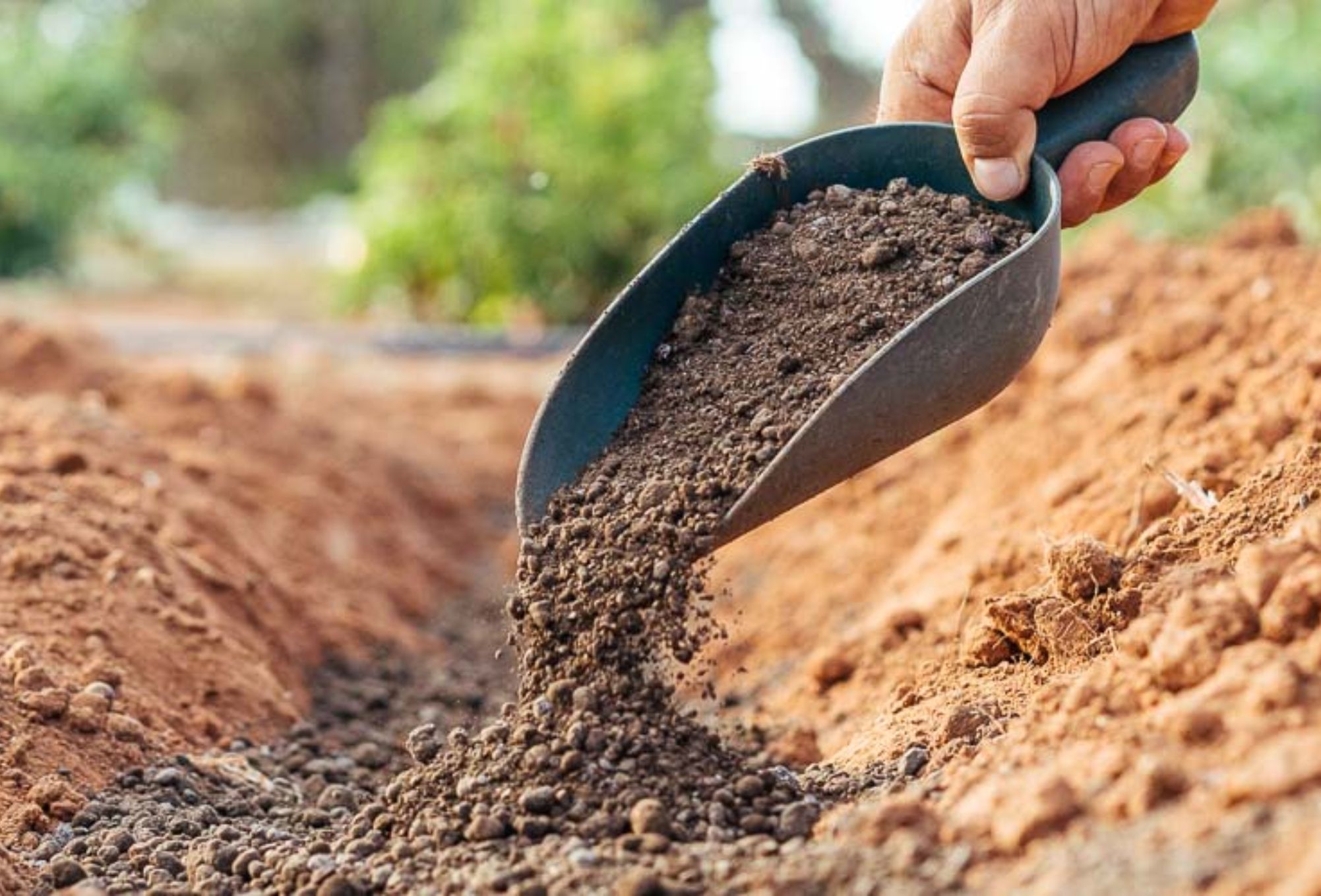 Καμένα και κατεστραμμένα φυτά από το κρύο και το χιόνι: Πως να τα προστατέψετε